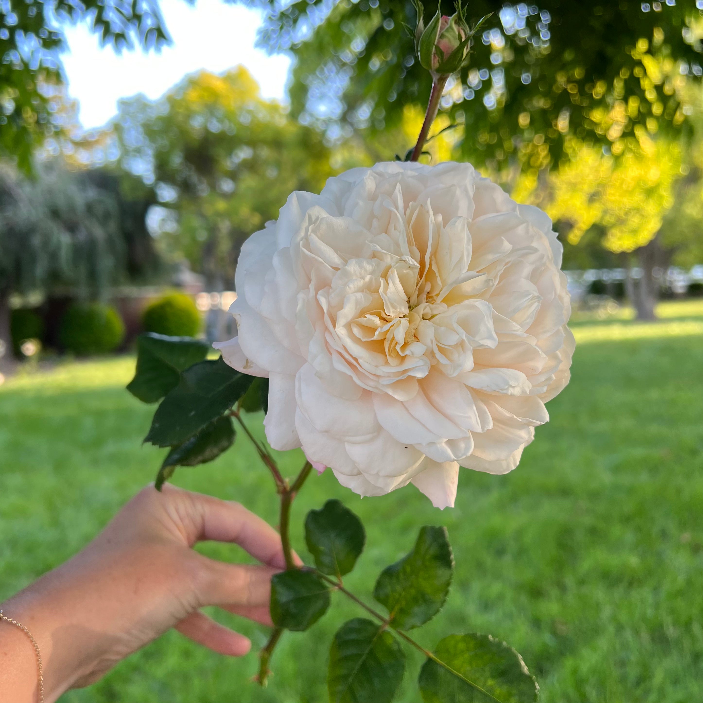 David Austin® Emily Bronte™ Potted Rose Bush