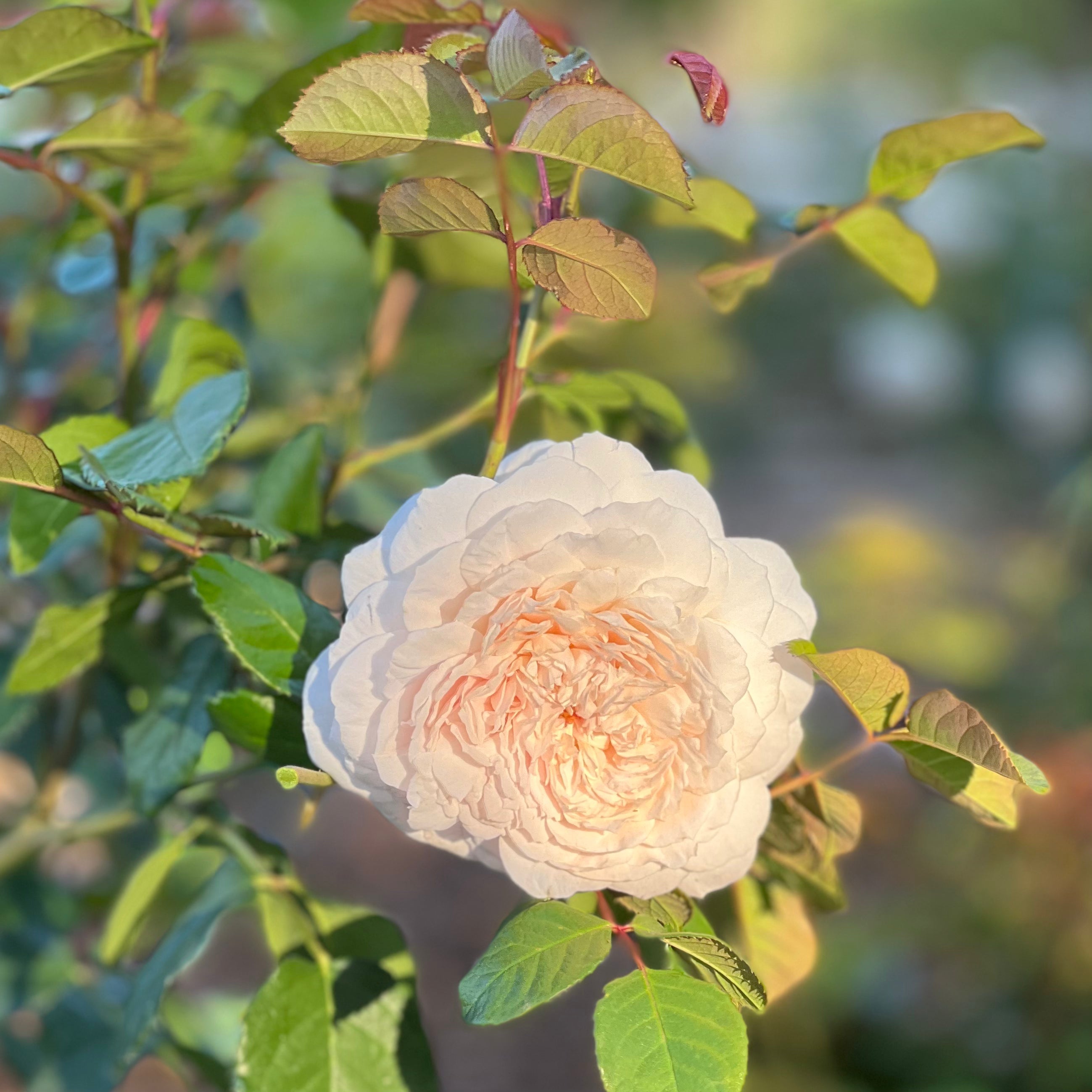David Austin® Emily Bronte™ Potted Rose Bush