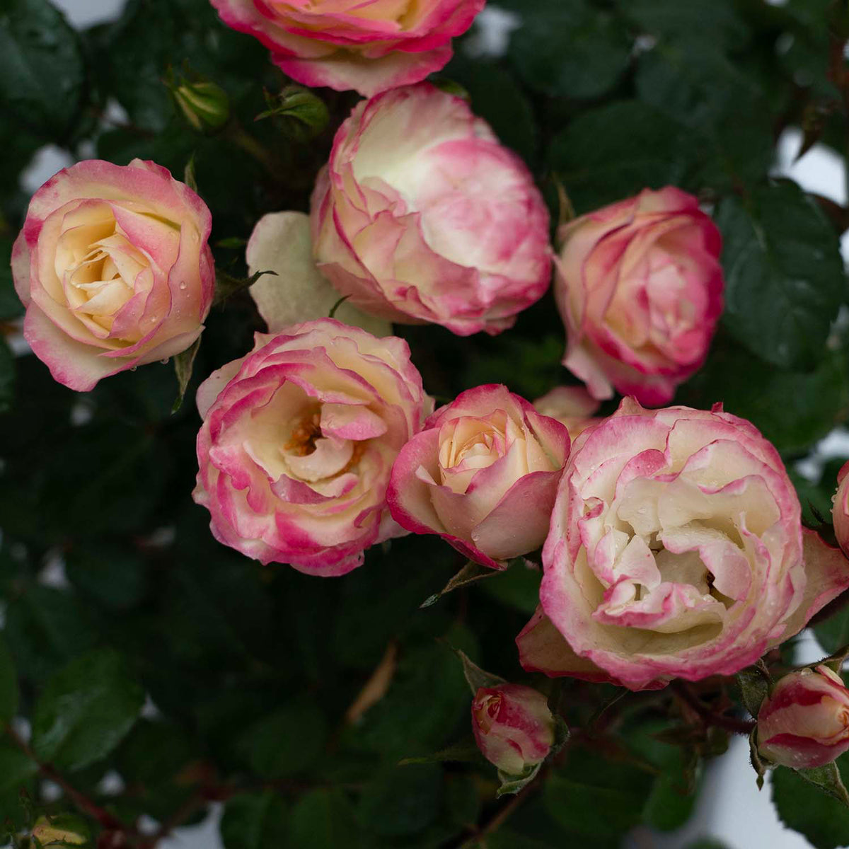 Enchanted Meadow™ Bare Root Tree Rose