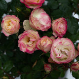 Enchanted Meadow™ Bare Root Rose Bush