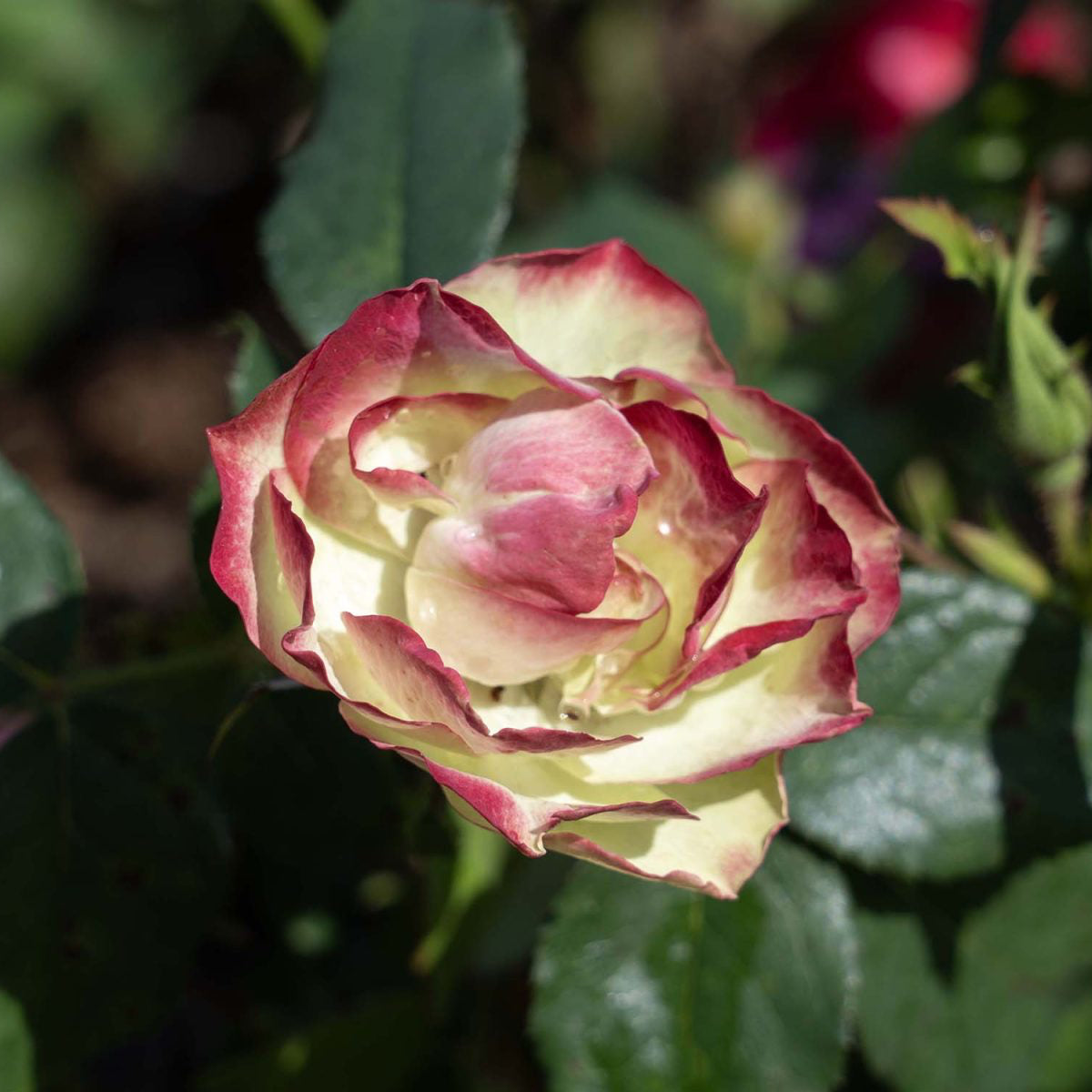Enchanted Meadow™ Bare Root Tree Rose