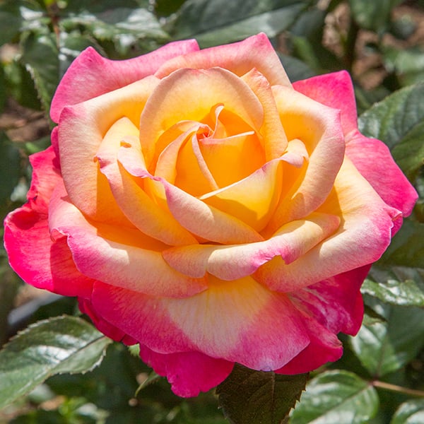 Enchanted Peace™ Potted Rose Bush