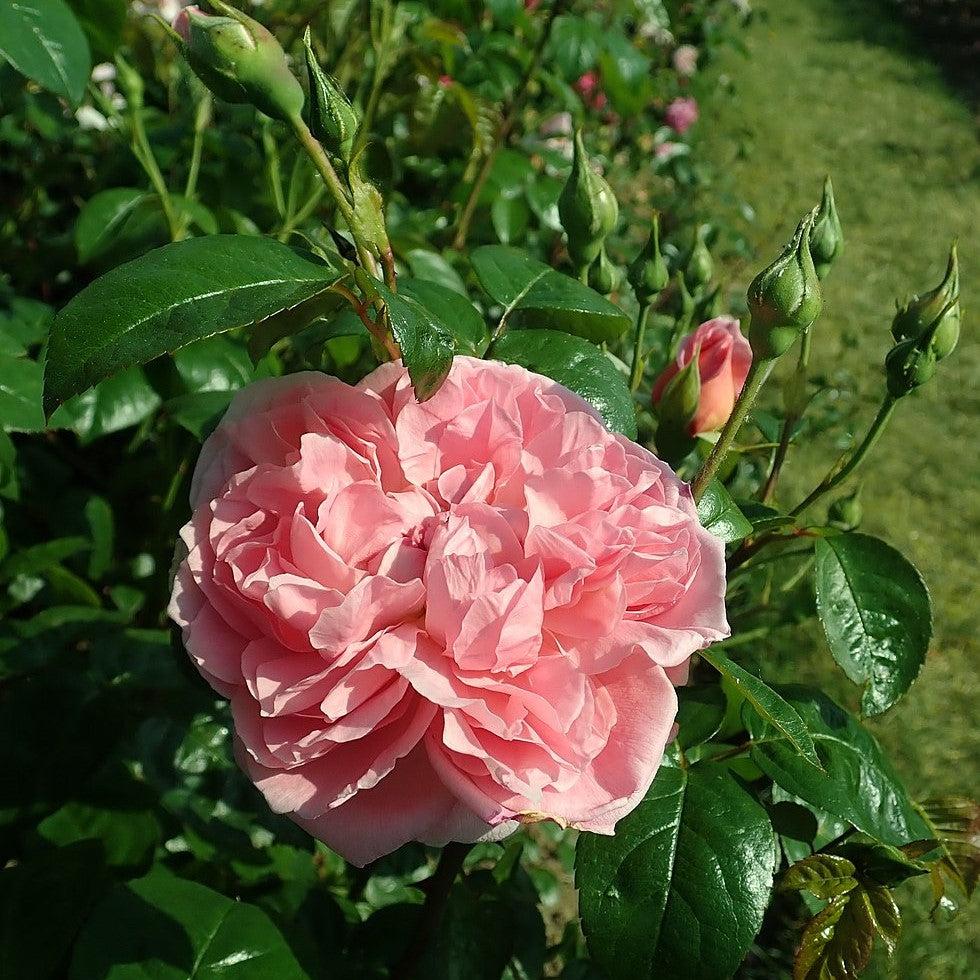David Austin® Strawberry Hill® Climbing Potted Rose