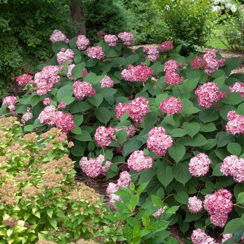 Hydrangea Invincibelle® Ruby Potted Hydrangea Plant