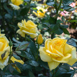 Close-up of yellow roses with green leaves in the background