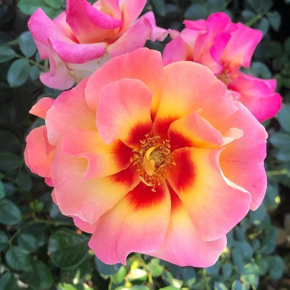Eyeconic® Mango Lemonade Potted Rose Bush