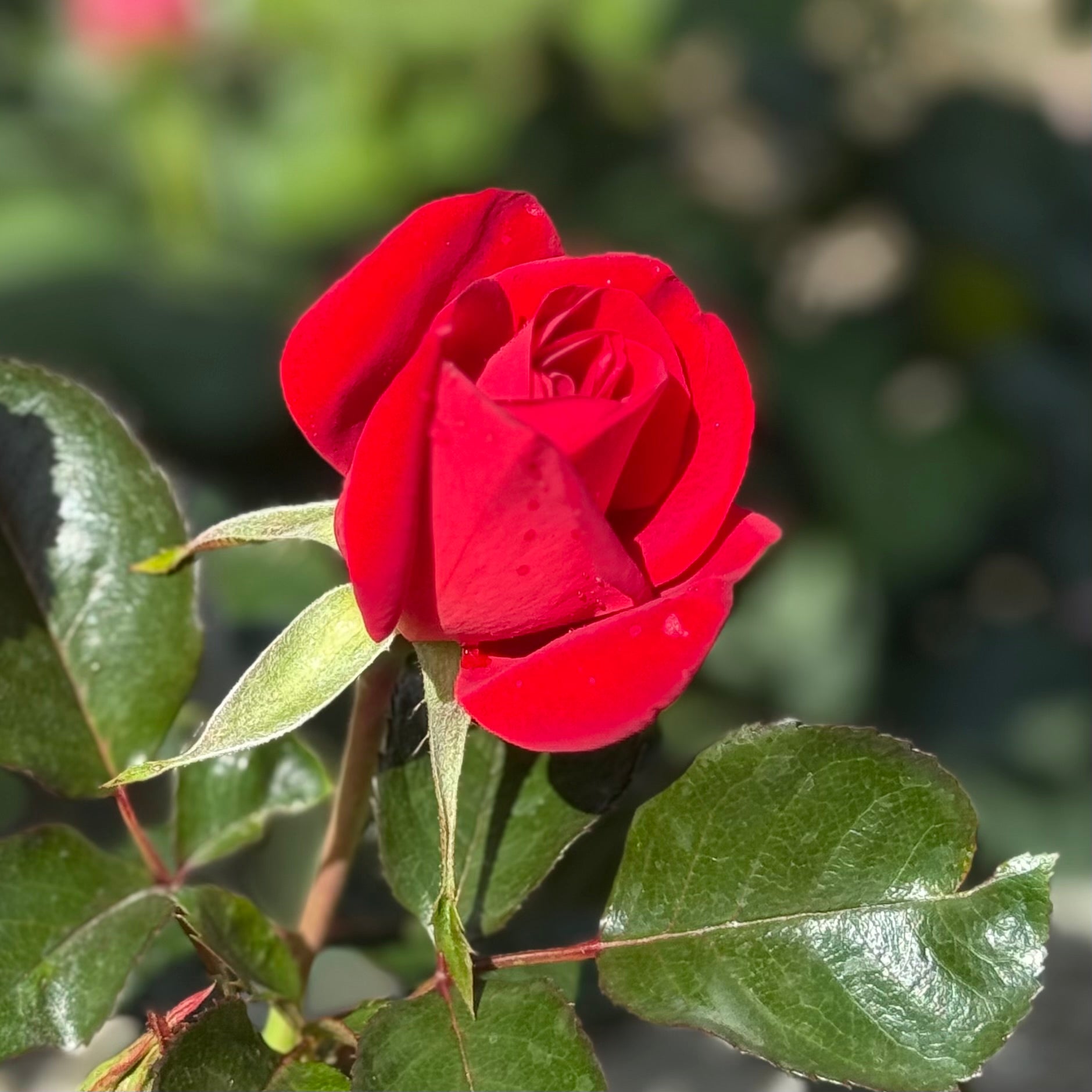 Ruby Red™ Potted Rose Bush