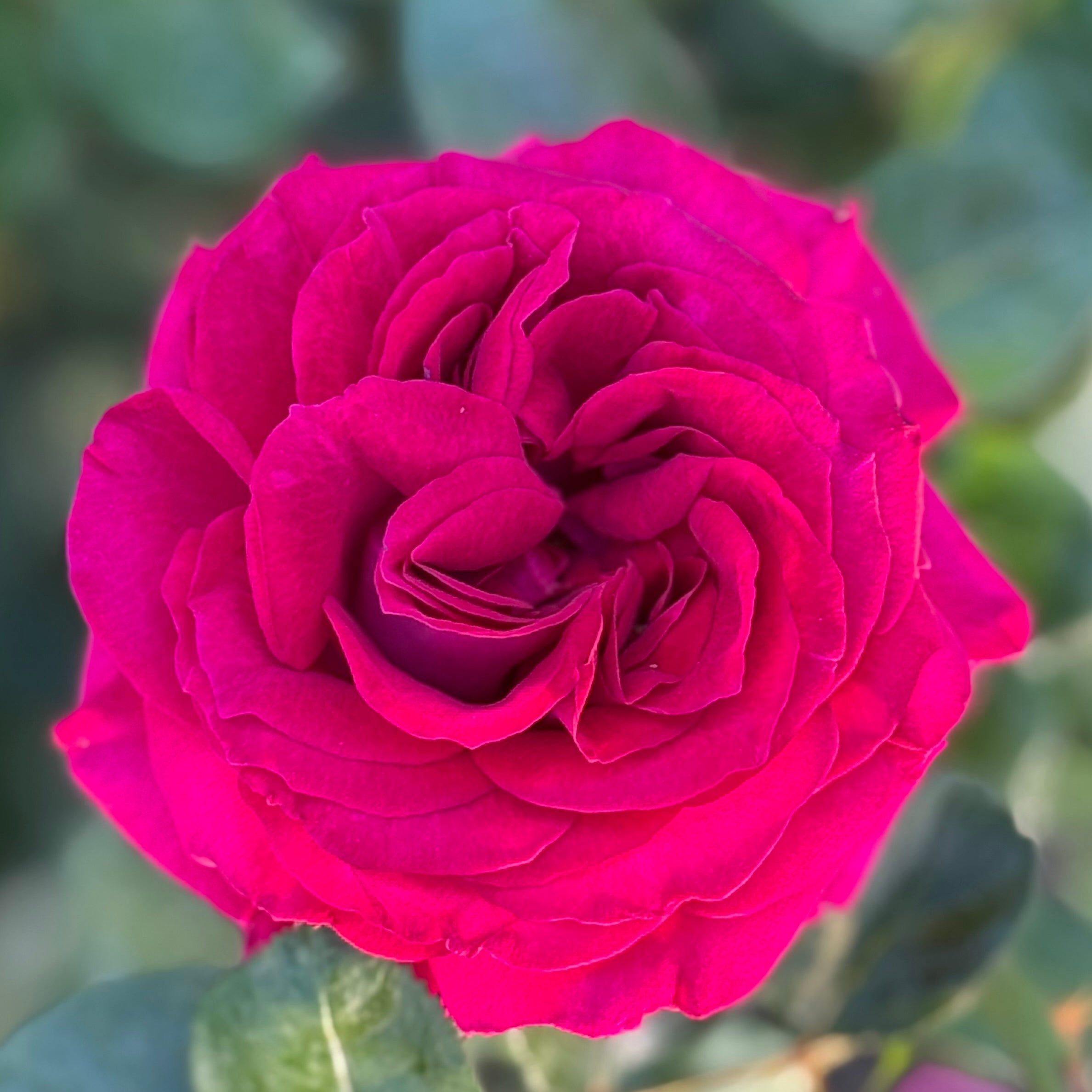 Stiletto™ Potted Tree Rose