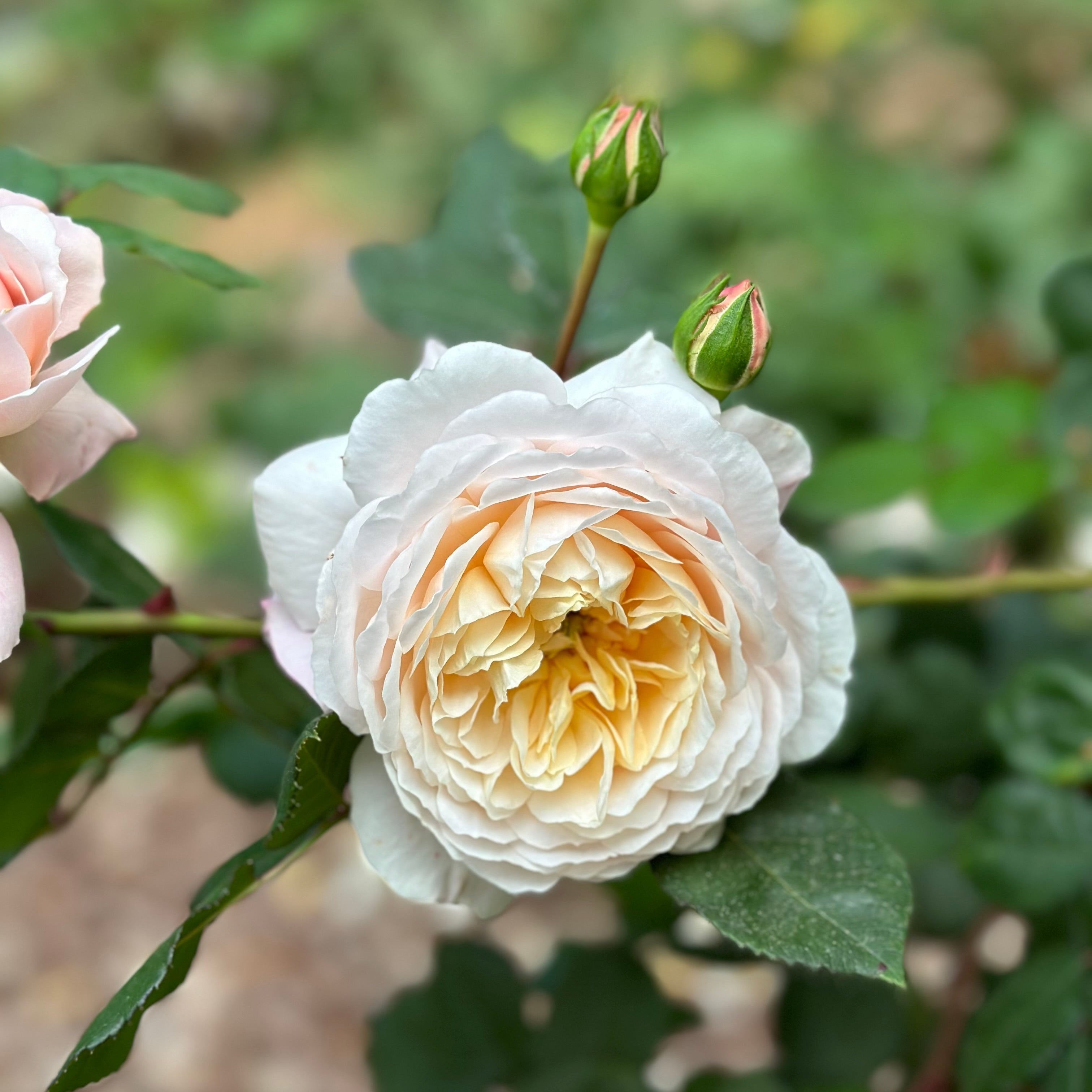 David Austin ® Crocus Rose Potted Rose Bush