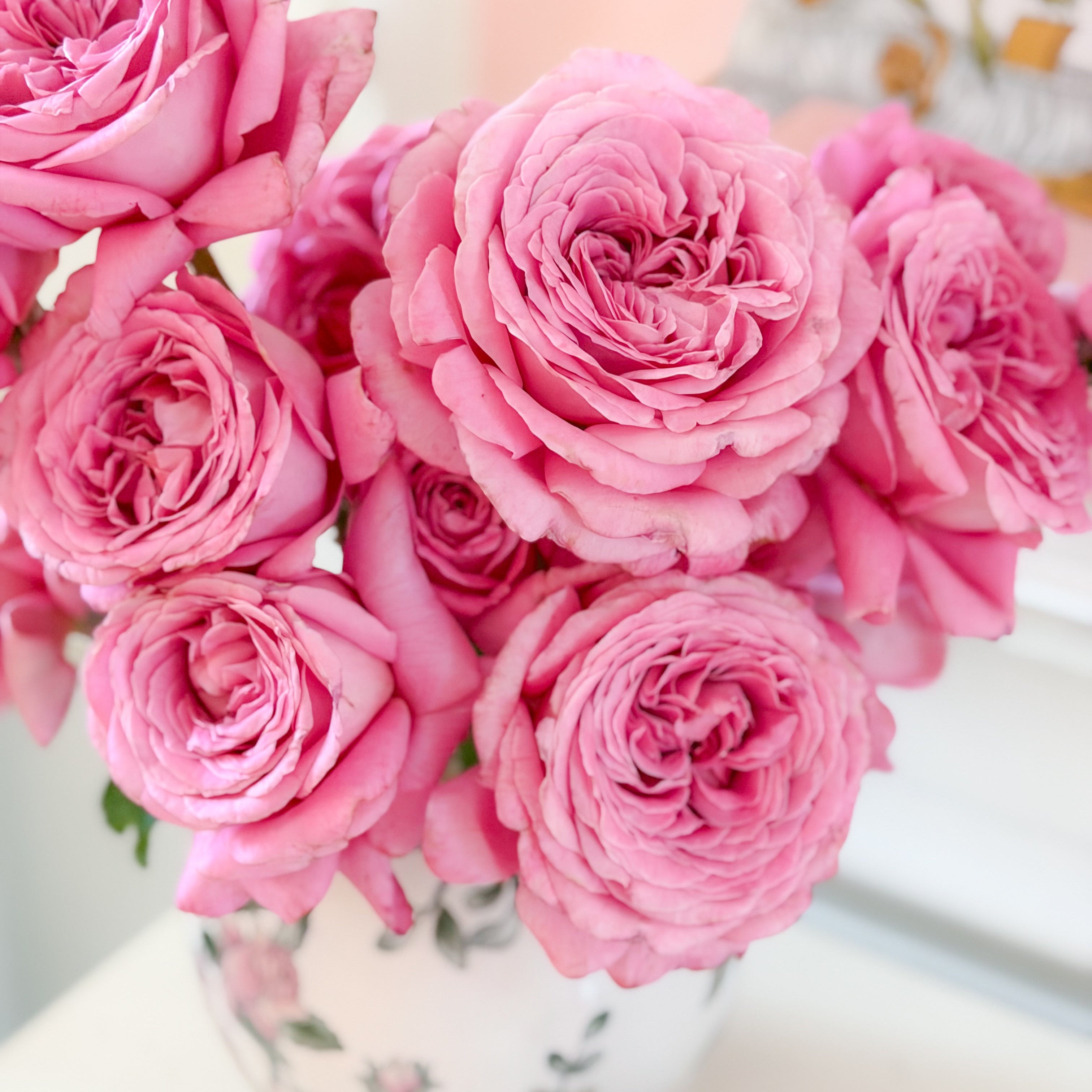 Héloïse-Grace™ Potted Rose Bush