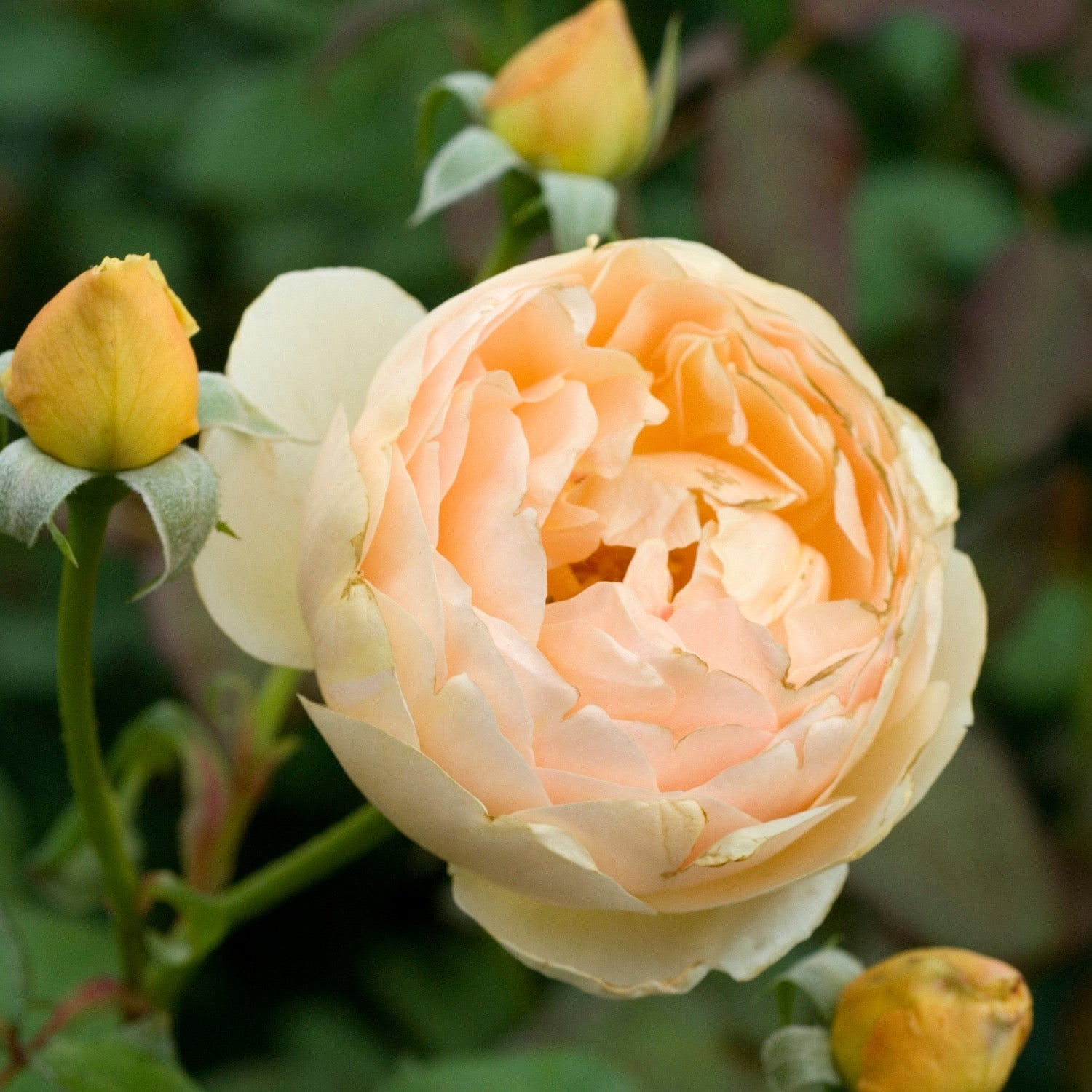 David Austin® Jude the Obscure® Potted Rose Bush