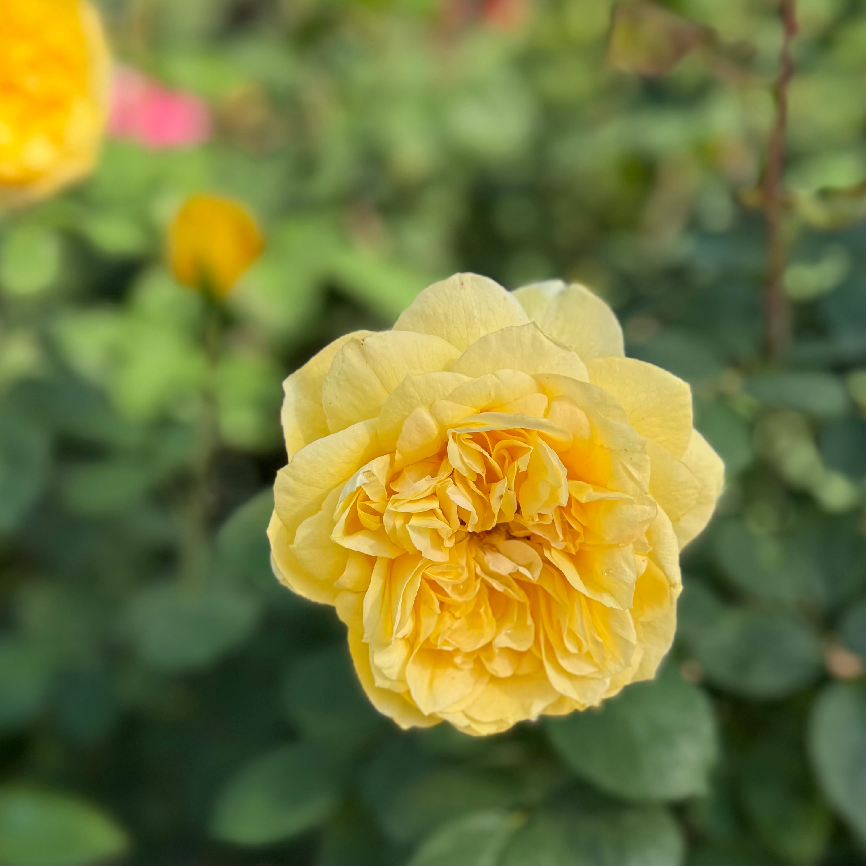 Ch-Ching® Potted Rose Bush