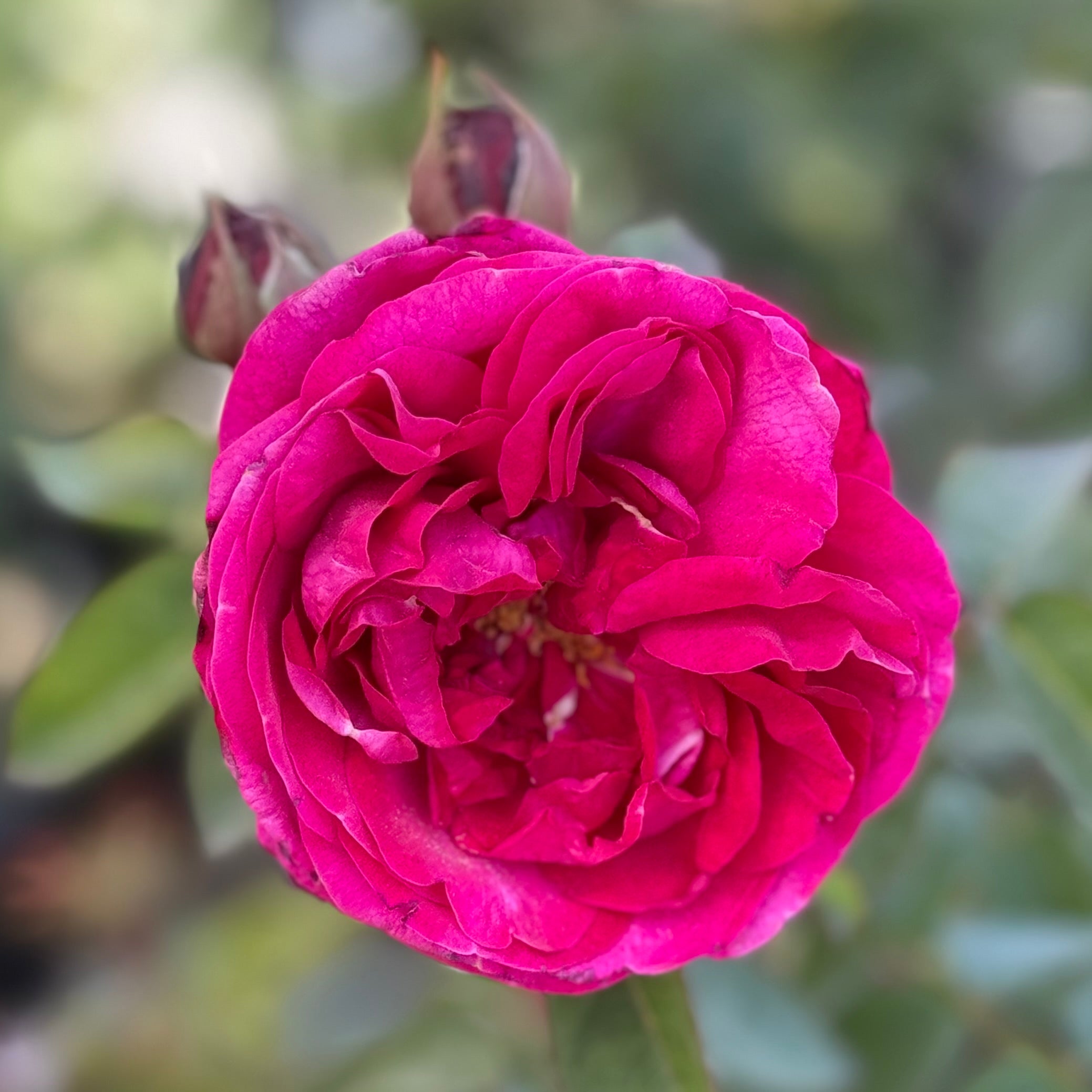 Delphine-Grace™ Potted Rose Bush