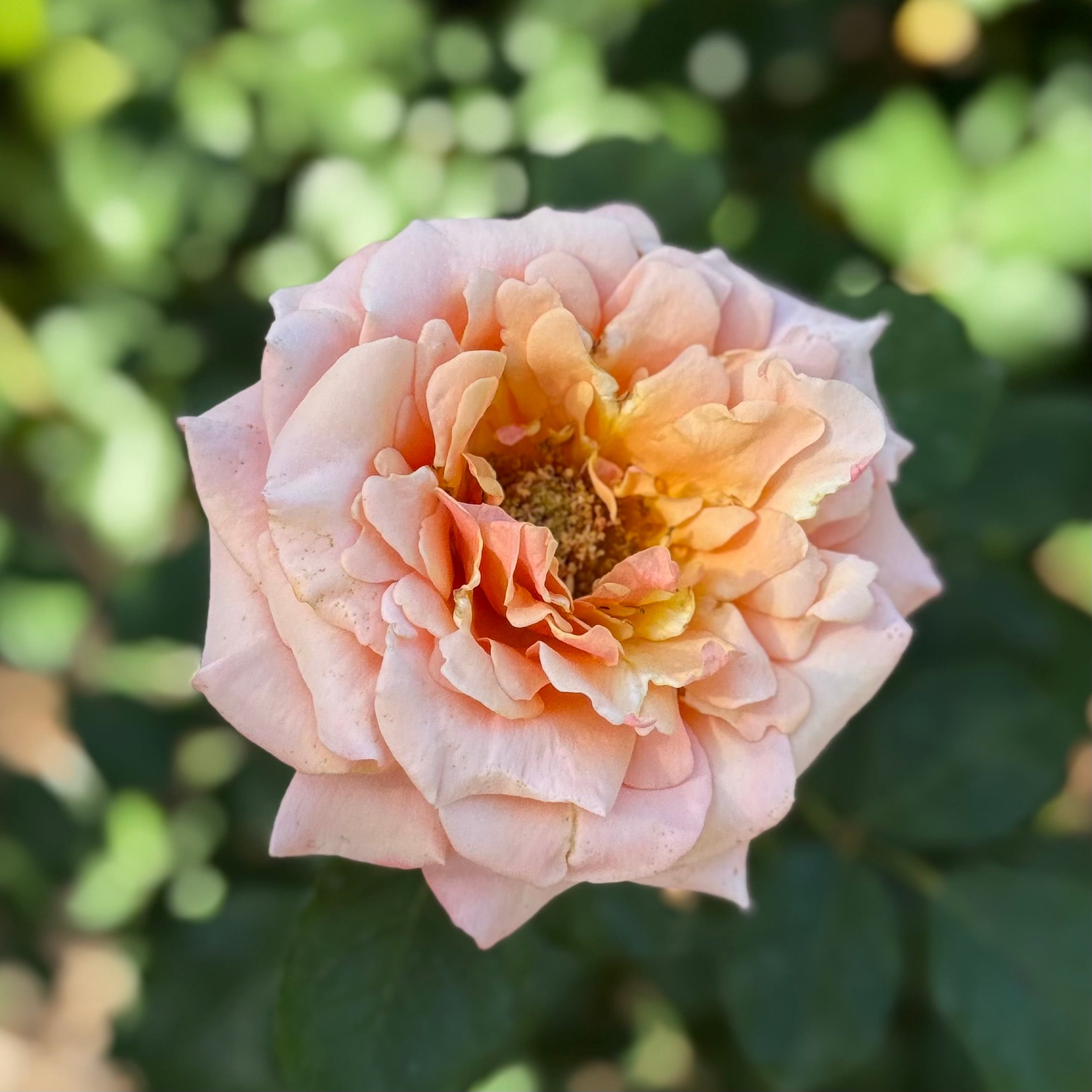 Singin' In The Rain Potted Rose Bush