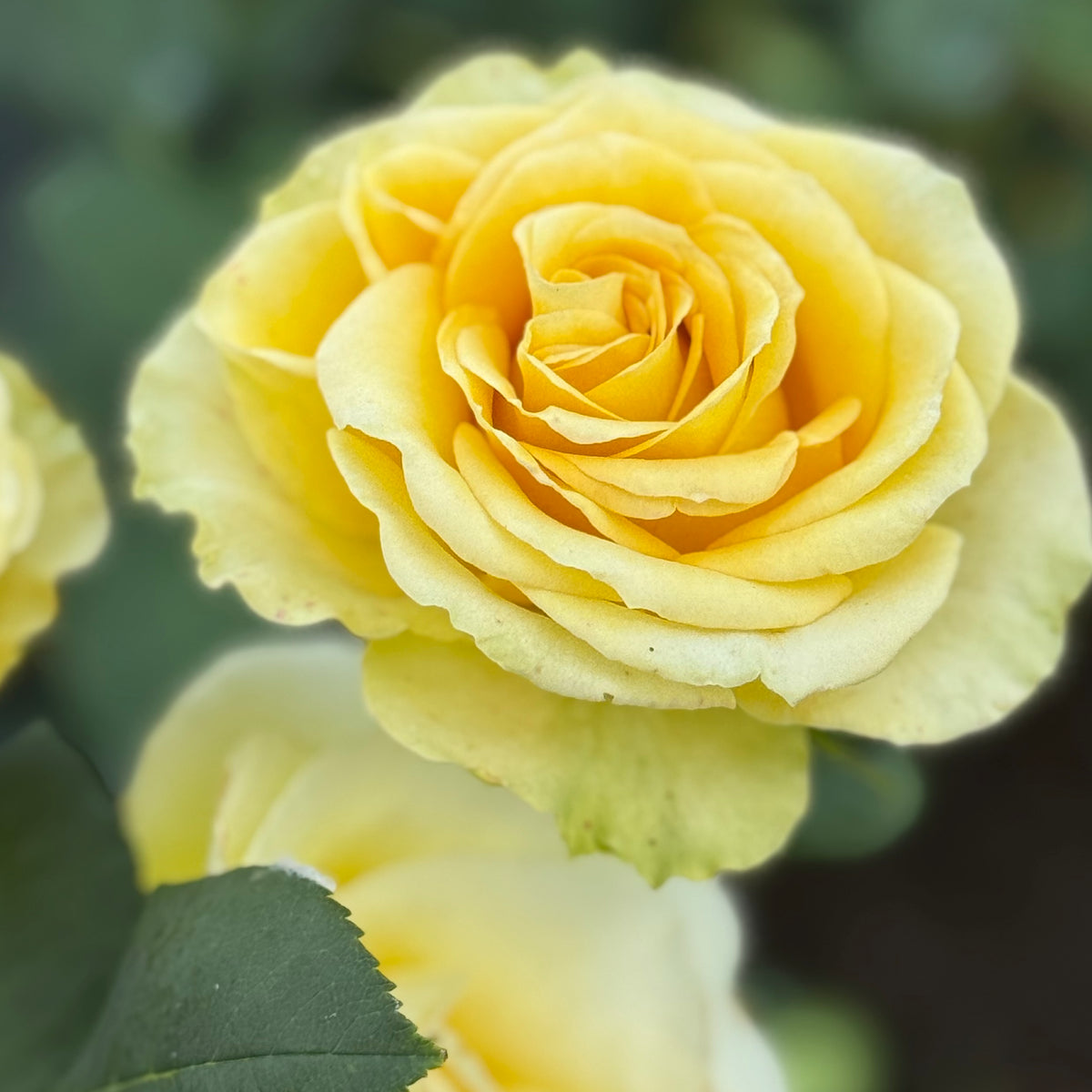 St. Patrick™ Potted Tree Rose