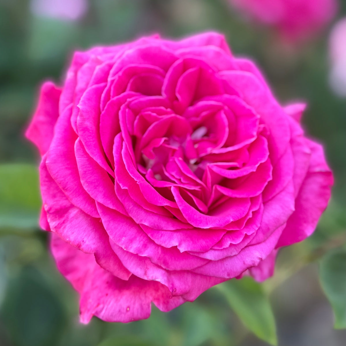 Sweet Spirit™ Bare Root Rose Bush