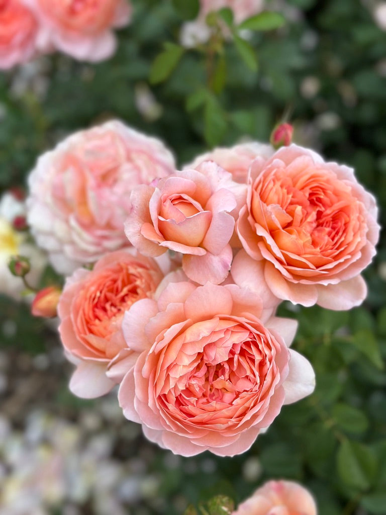 David Austin® Carding Mill® Potted Rose Bush