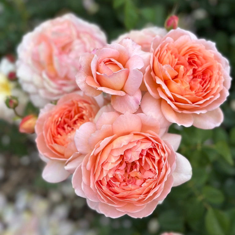 David Austin® Carding Mill® Potted Rose Bush