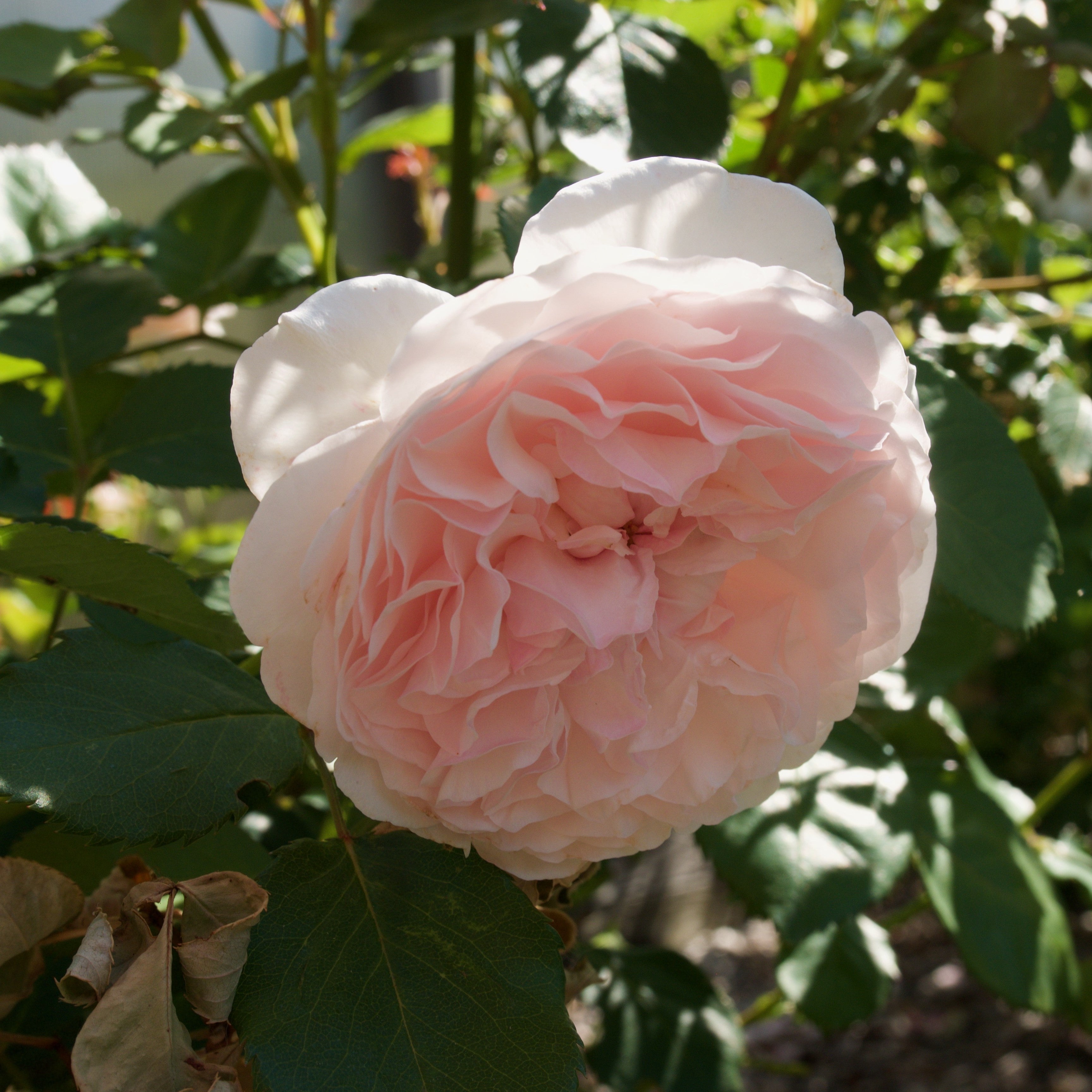 David Austin® Olivia Rose Austin™ Potted Rose Bush