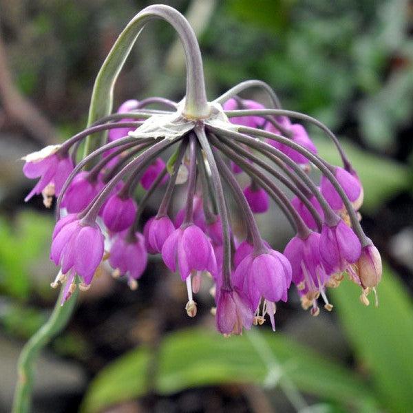 Allium cernuum Potted Ornamental Onion Plant