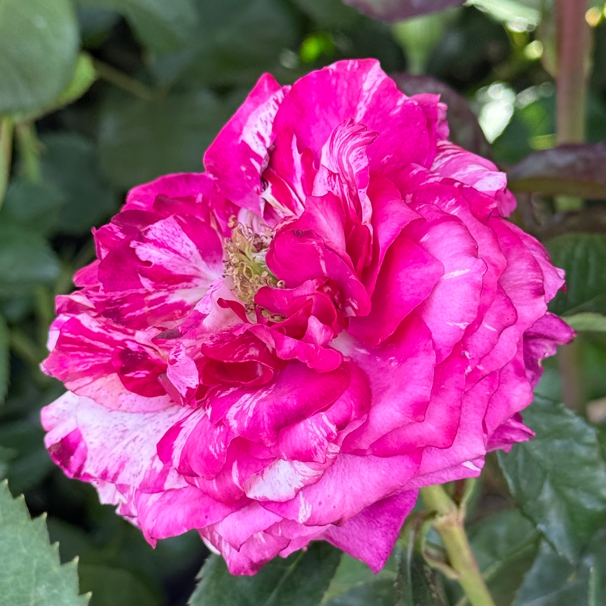 Purple Tiger Bare Root Rose Bush
