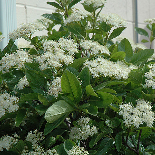 American Beauties® Native Plants Viburnum nudum 'Winterthur' Potted Viburnum Bush
