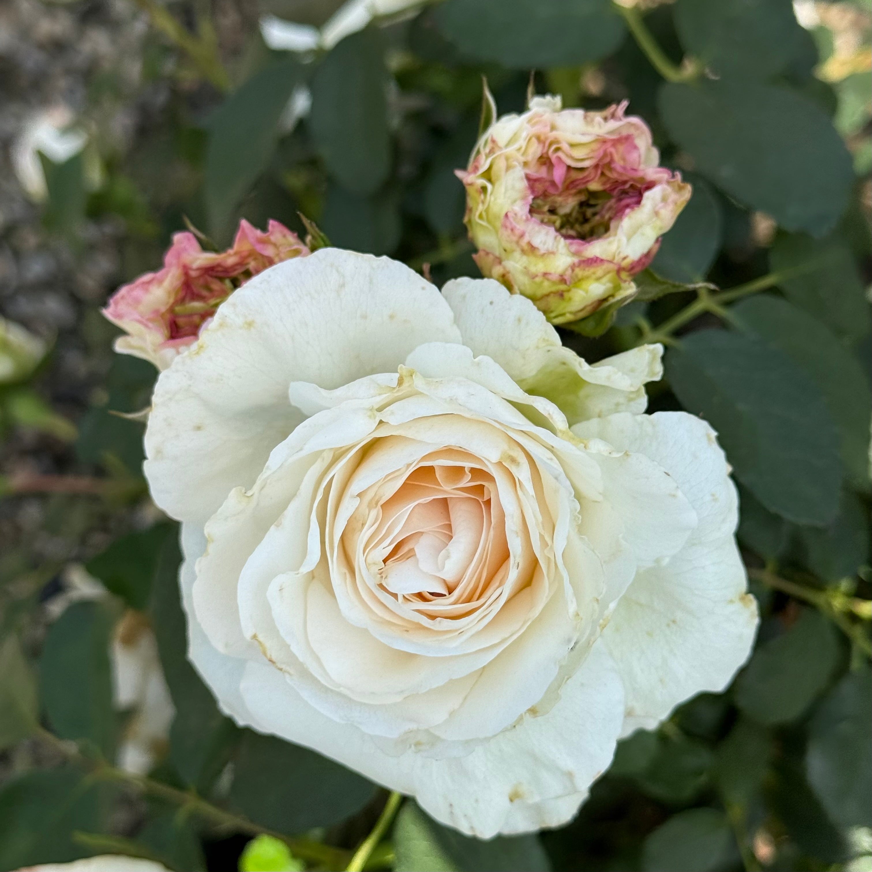 Fairytale Roses® Kosmos® Potted Rose Bush