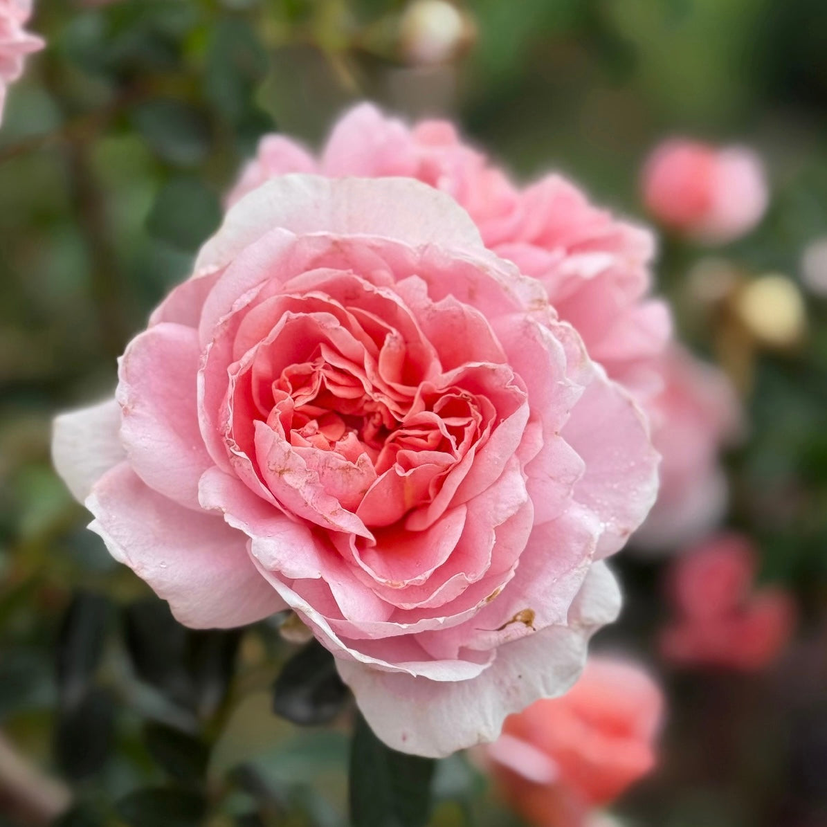 Colette™ Bare Root Climbing Rose