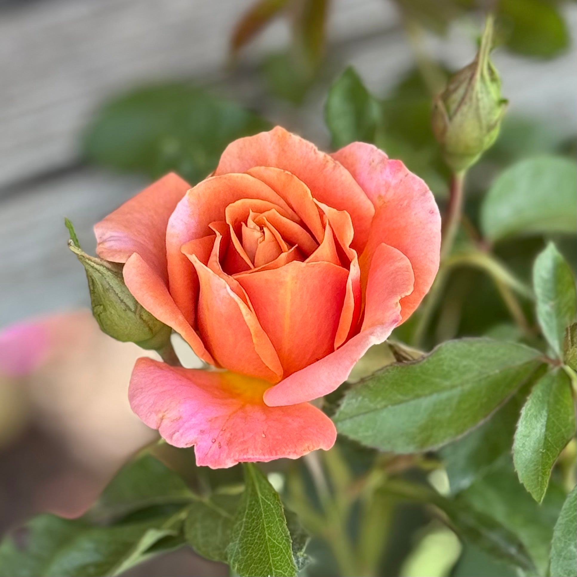 Pumpkin Patch™ Bare Root Rose Bush