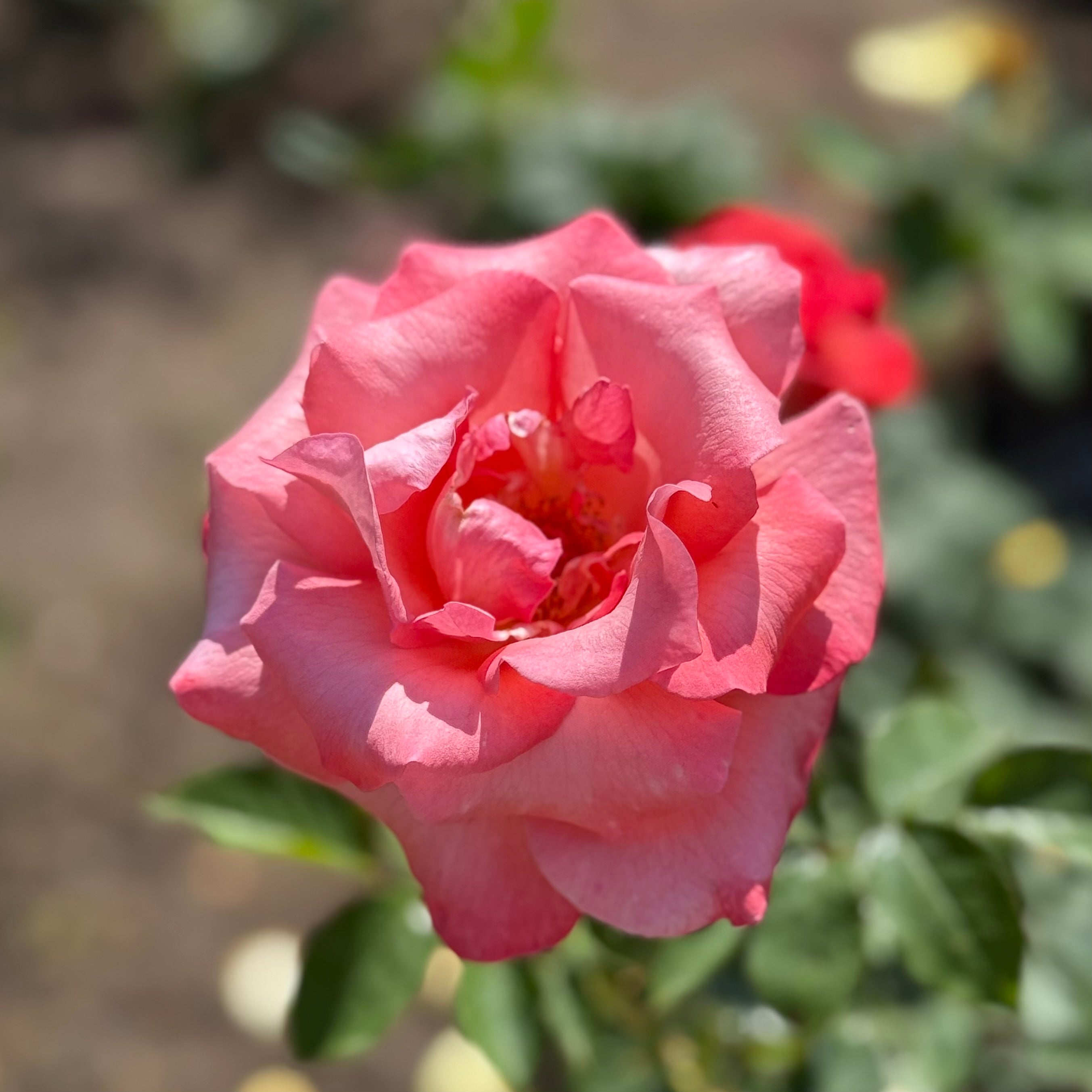 Touch of Class Potted Rose Bush