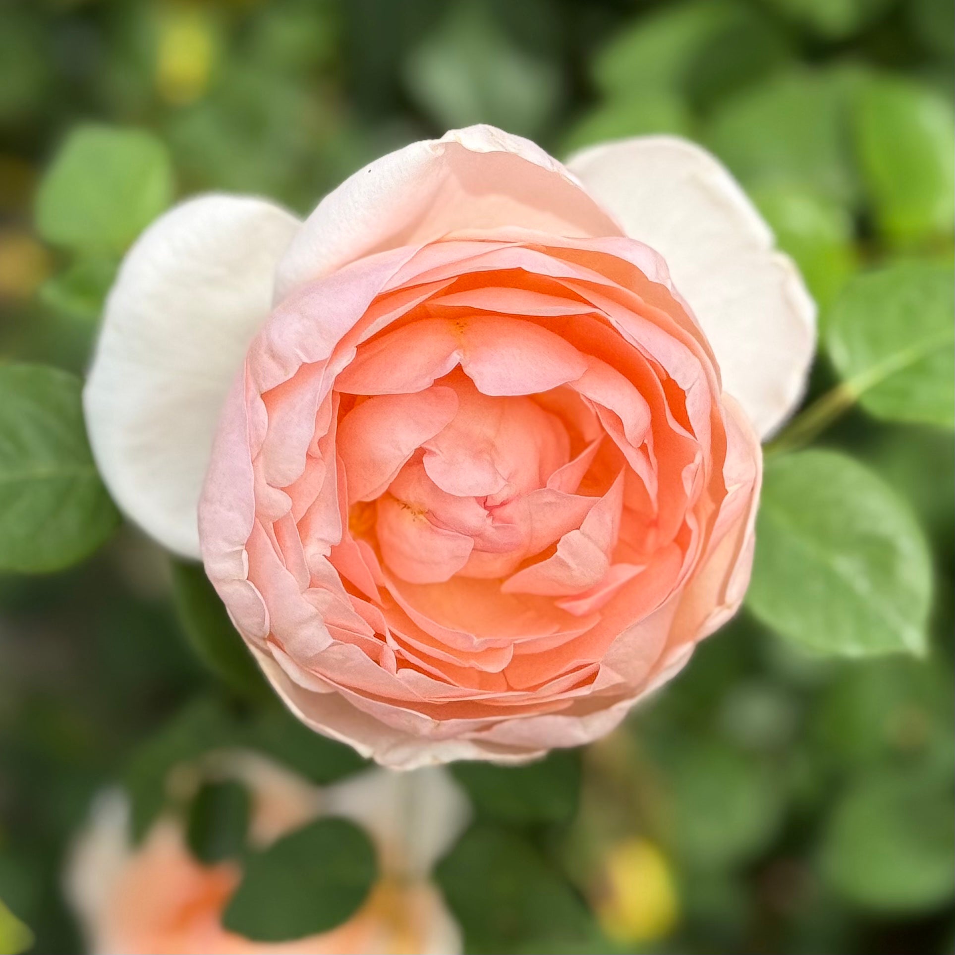 David Austin® Ambridge® Potted Rose Bush