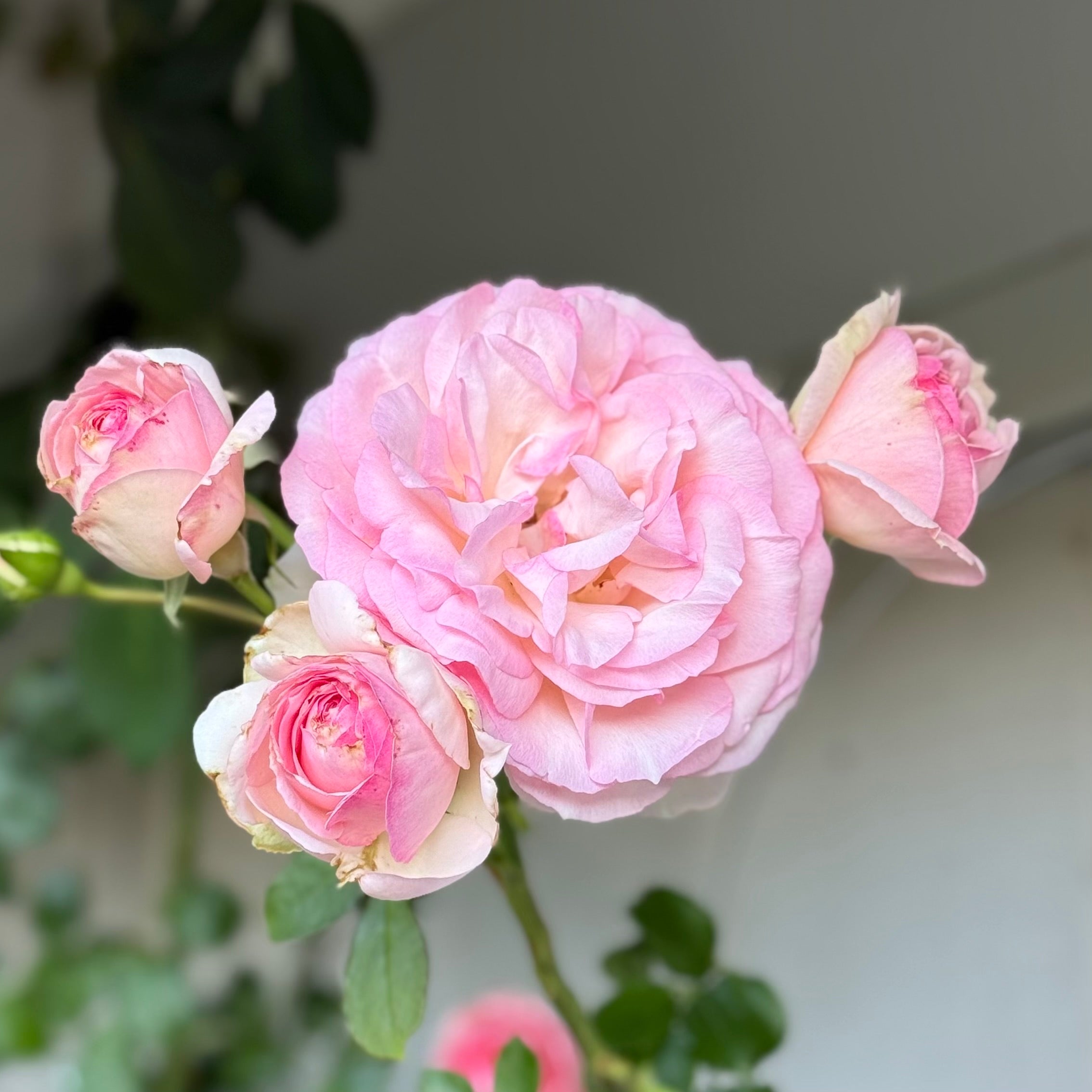 Eden Climber® Potted Climbing Rose