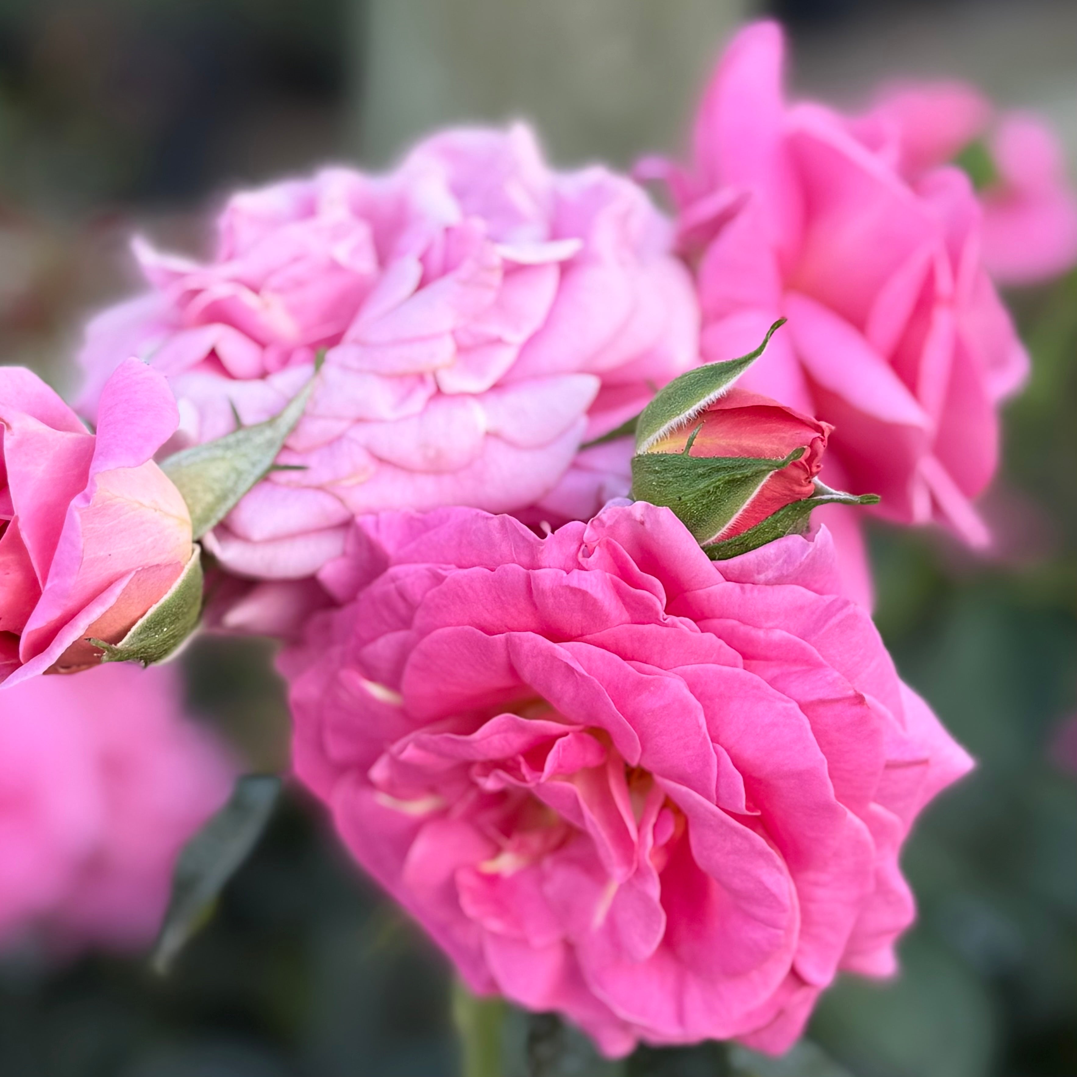 Time After Time™ Potted Rose Bush