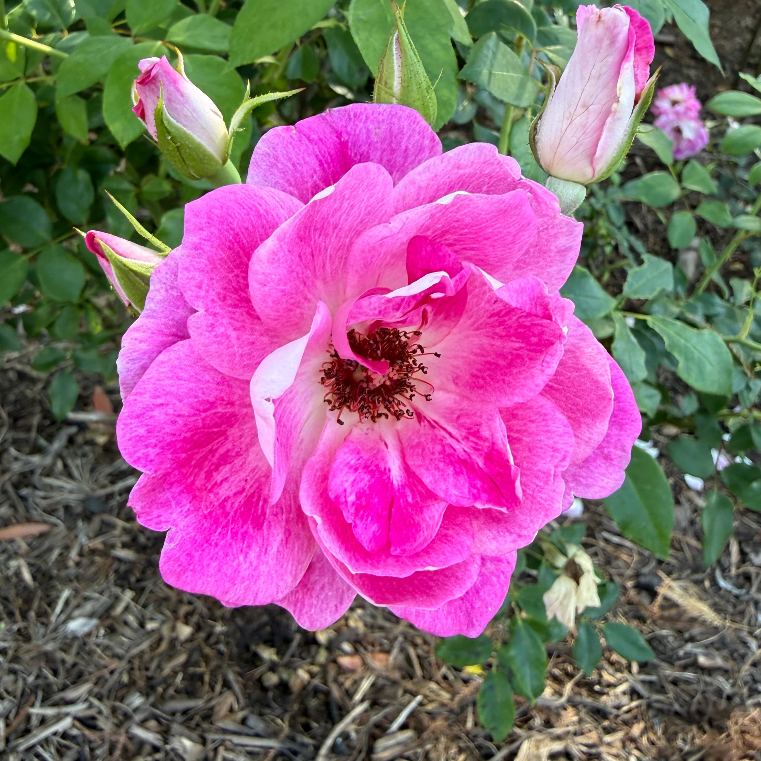 Brilliant Pink Iceberg® Potted Tree Rose