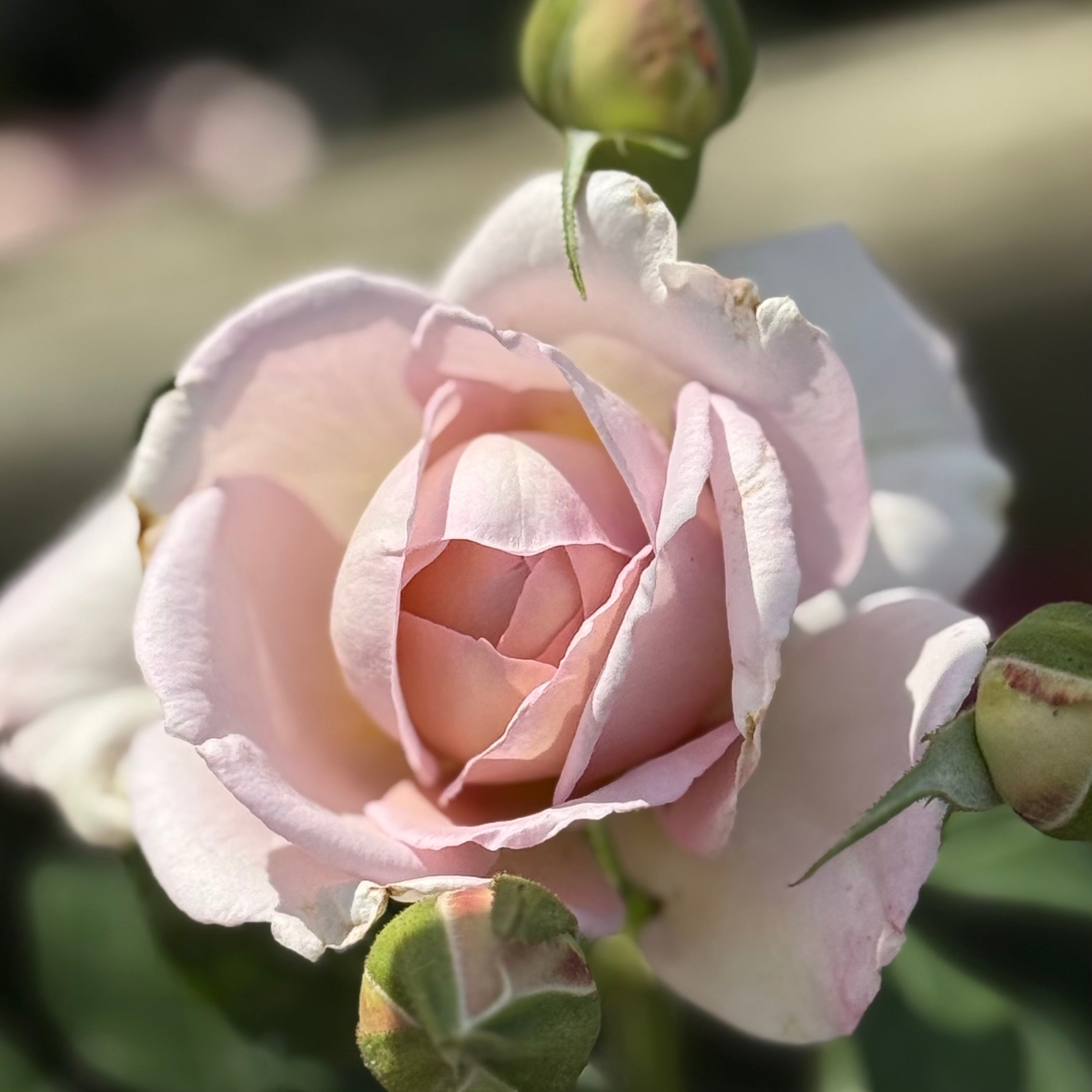 Silver Lining™ Potted Rose Bush