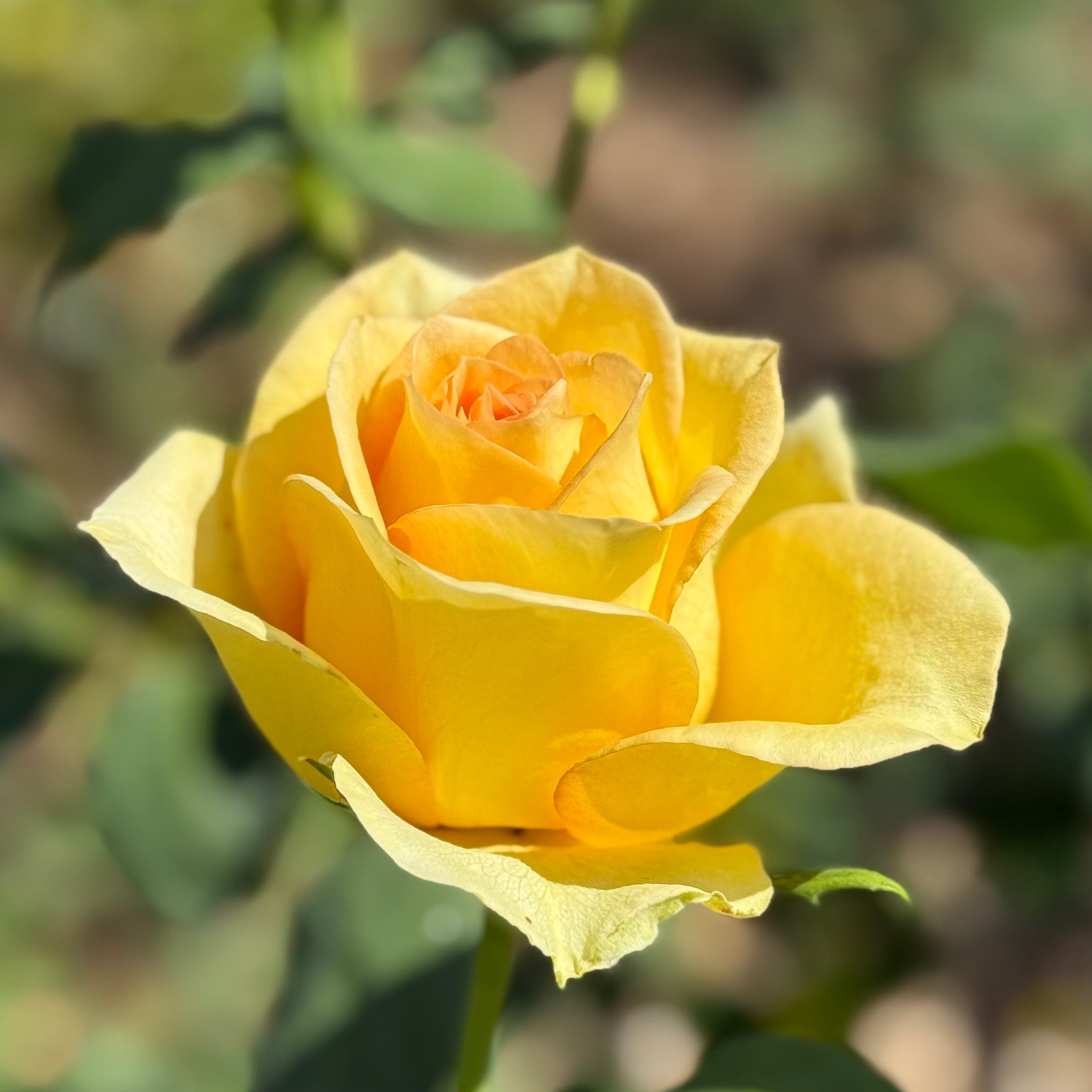 St Patrick™ Potted Rose Bush