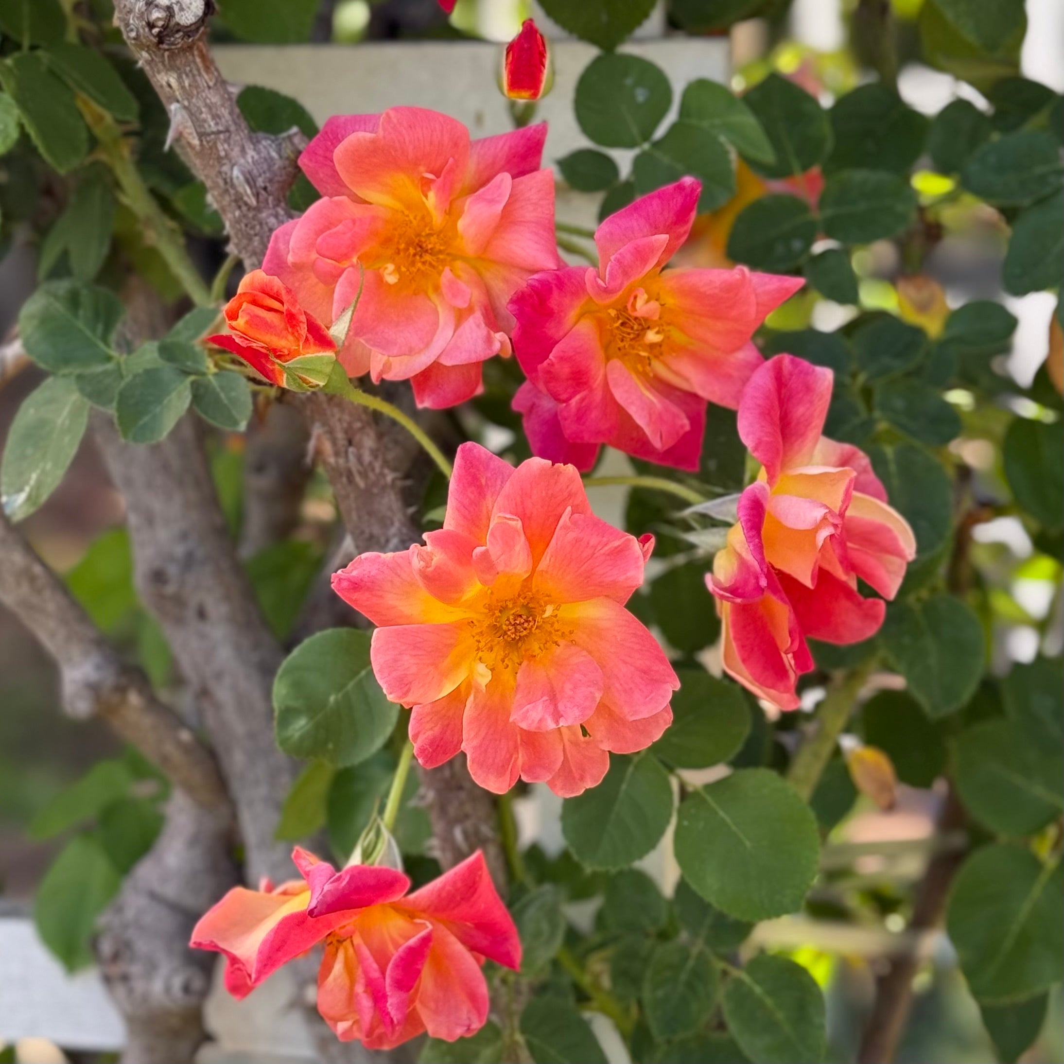 Joseph's Coat Bare Root Climbing Rose