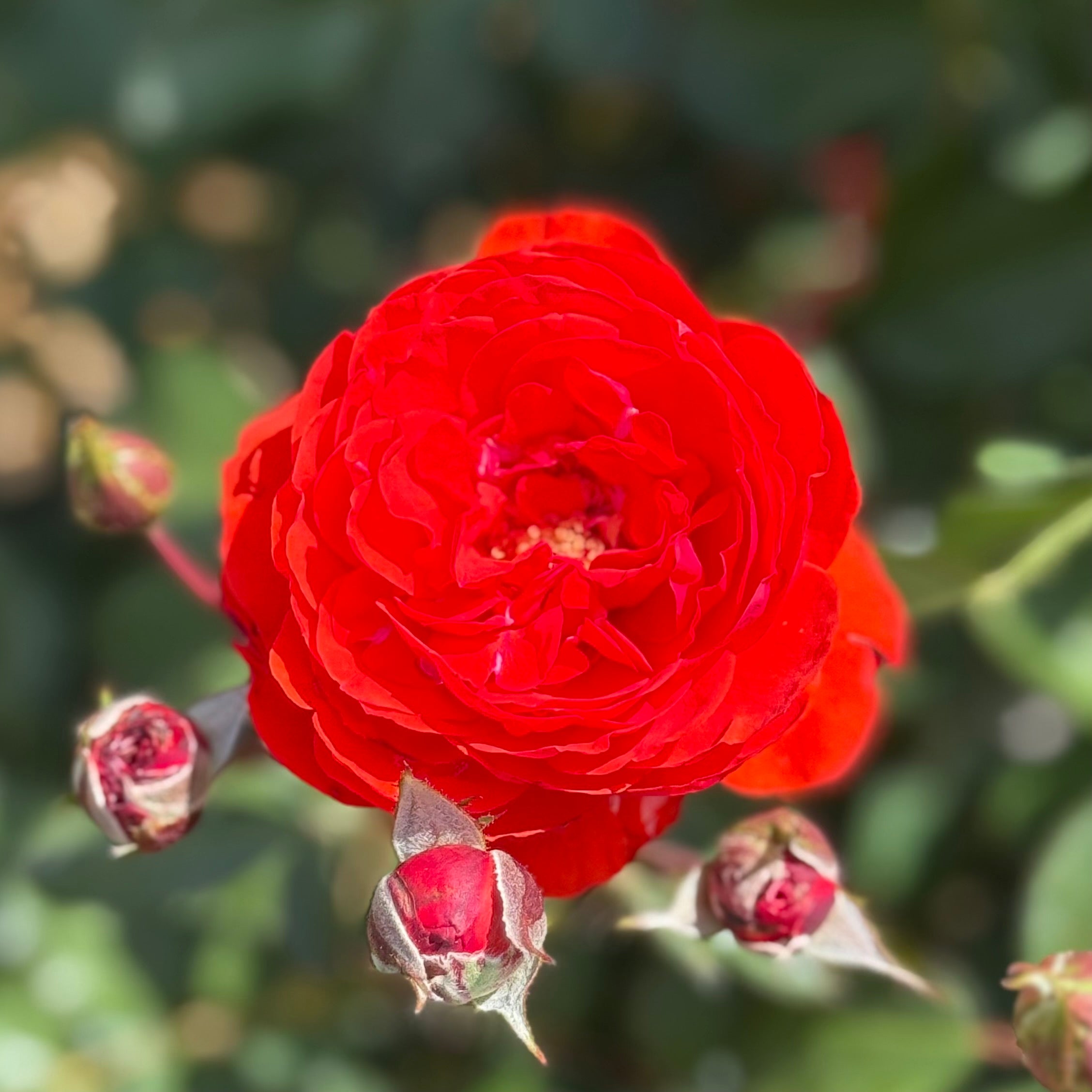 Trumpeter Potted Rose Bush