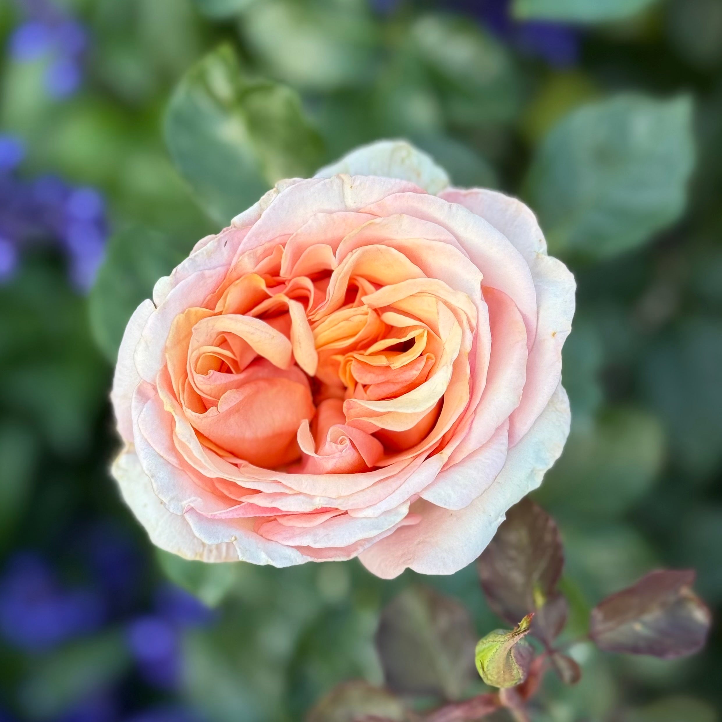Beautiful Day™ Potted Rose Bush