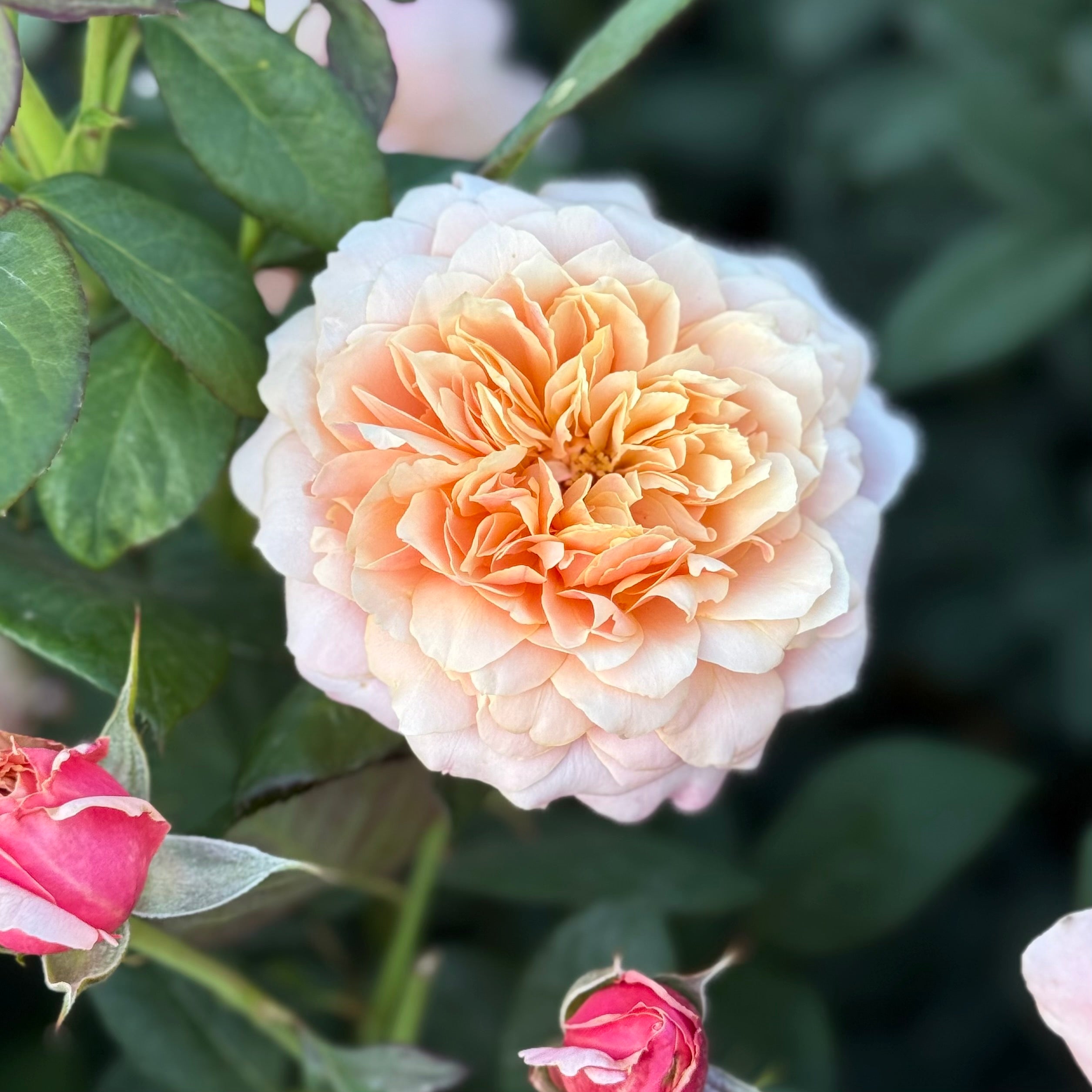 State of Grace ™ Potted Rose Bush
