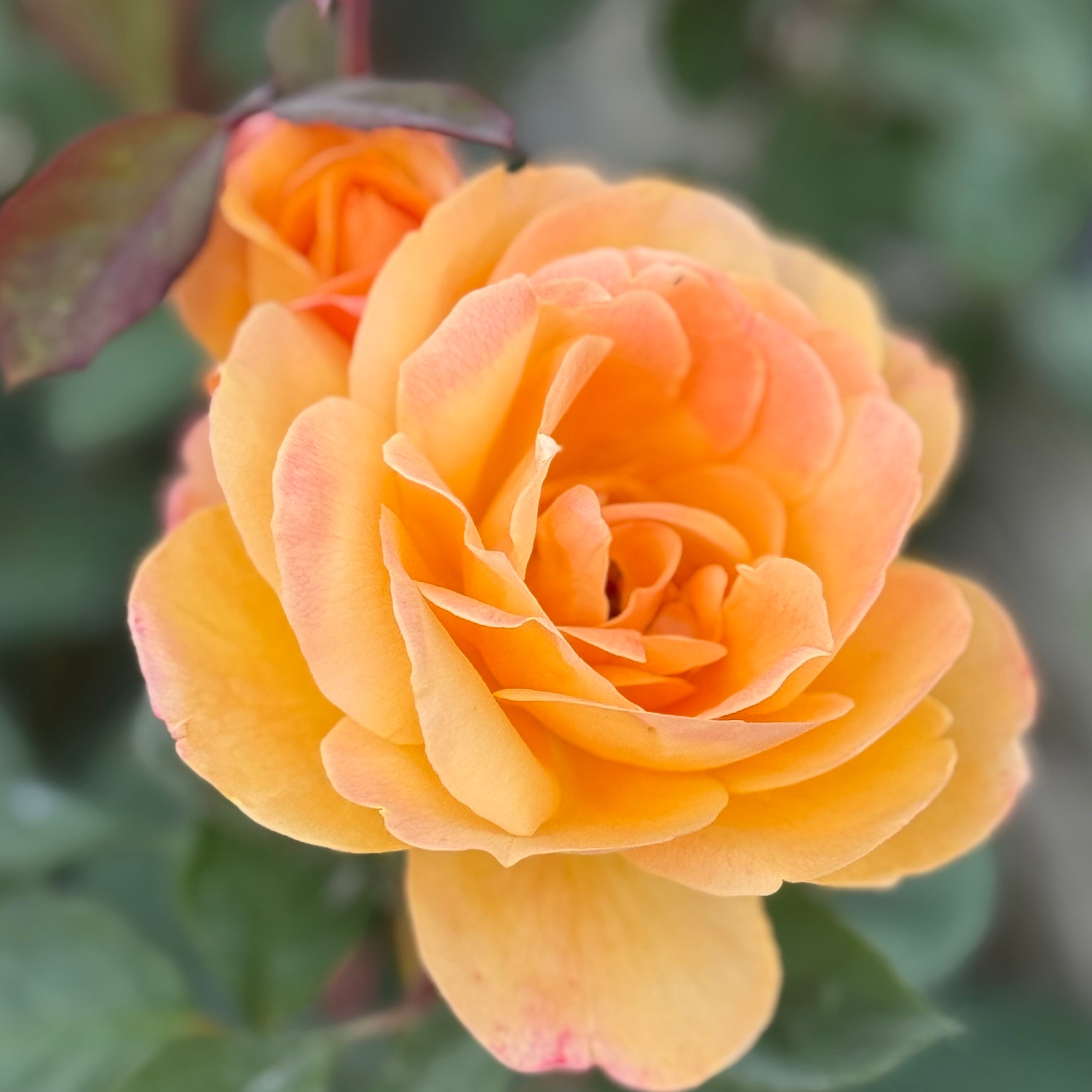 Strike It Rich™ Potted Rose Bush