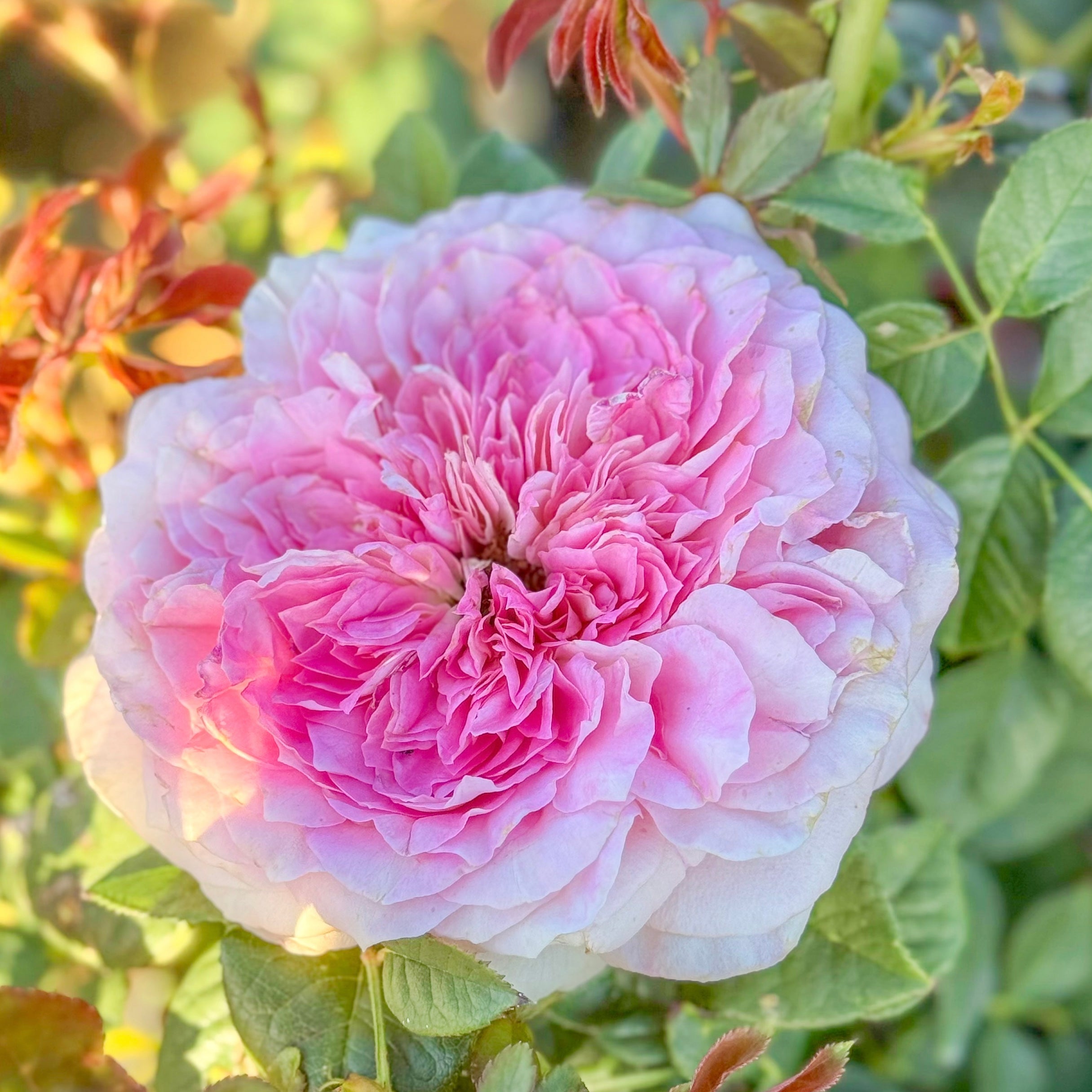 Scentuous™ Potted Rose Bush