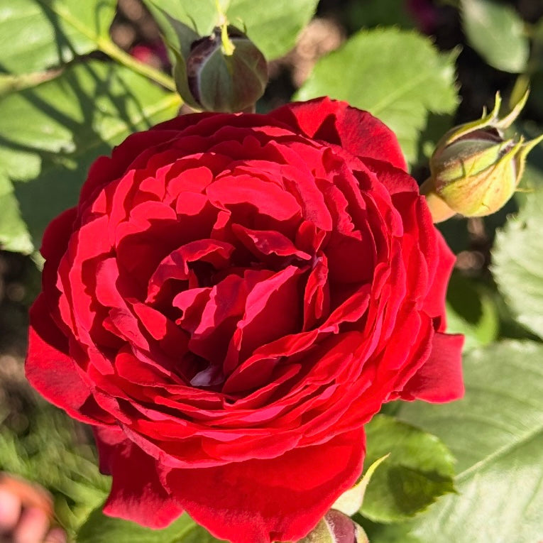 Blaze™ Bare Root Climbing Rose