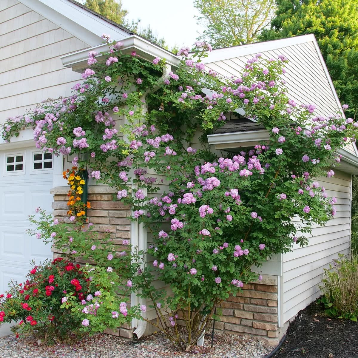 rose plant in house Proven Winners® Rise Up Lilac Days™ Potted Rose Bush