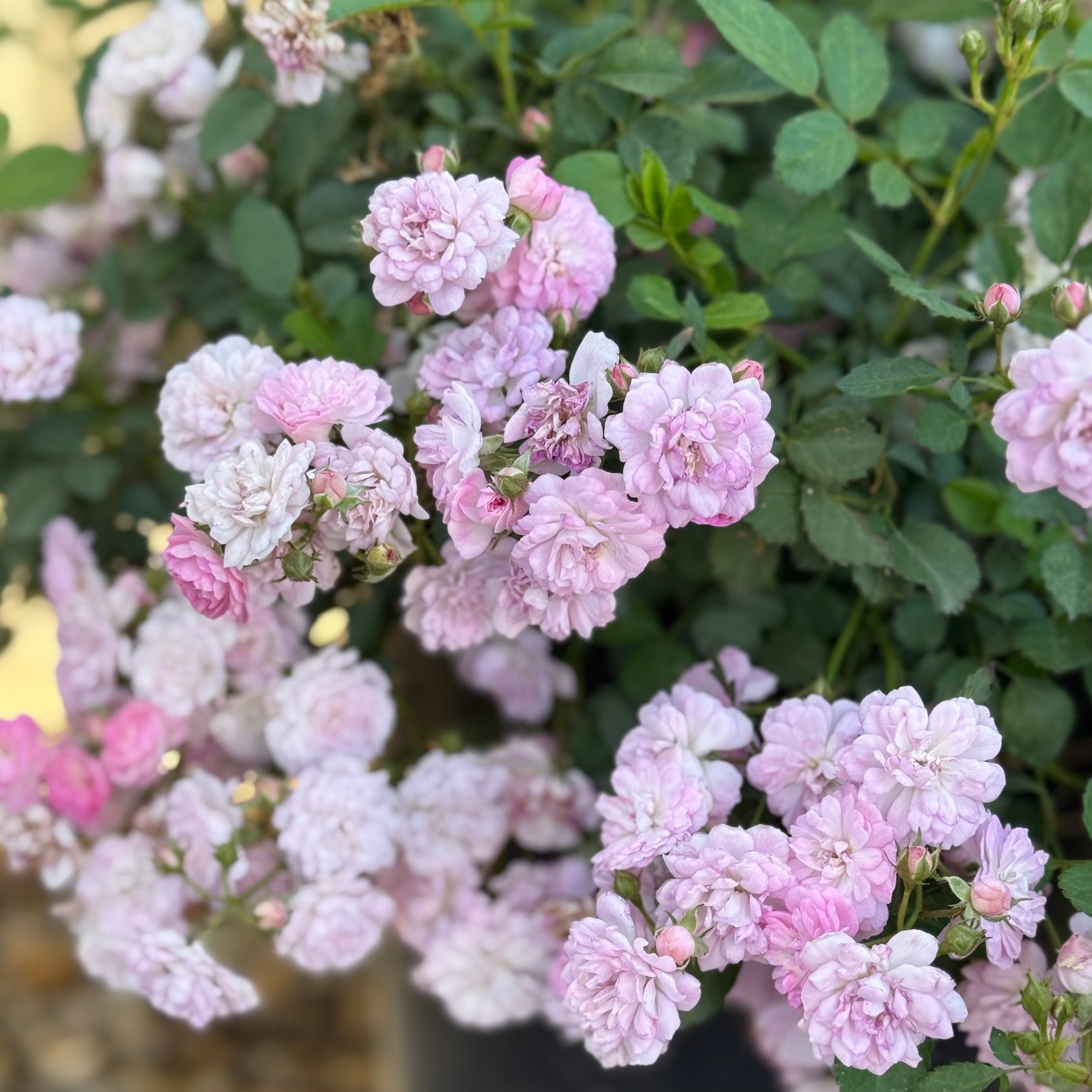 Pretty Polly® Lavender Potted Rose Bush