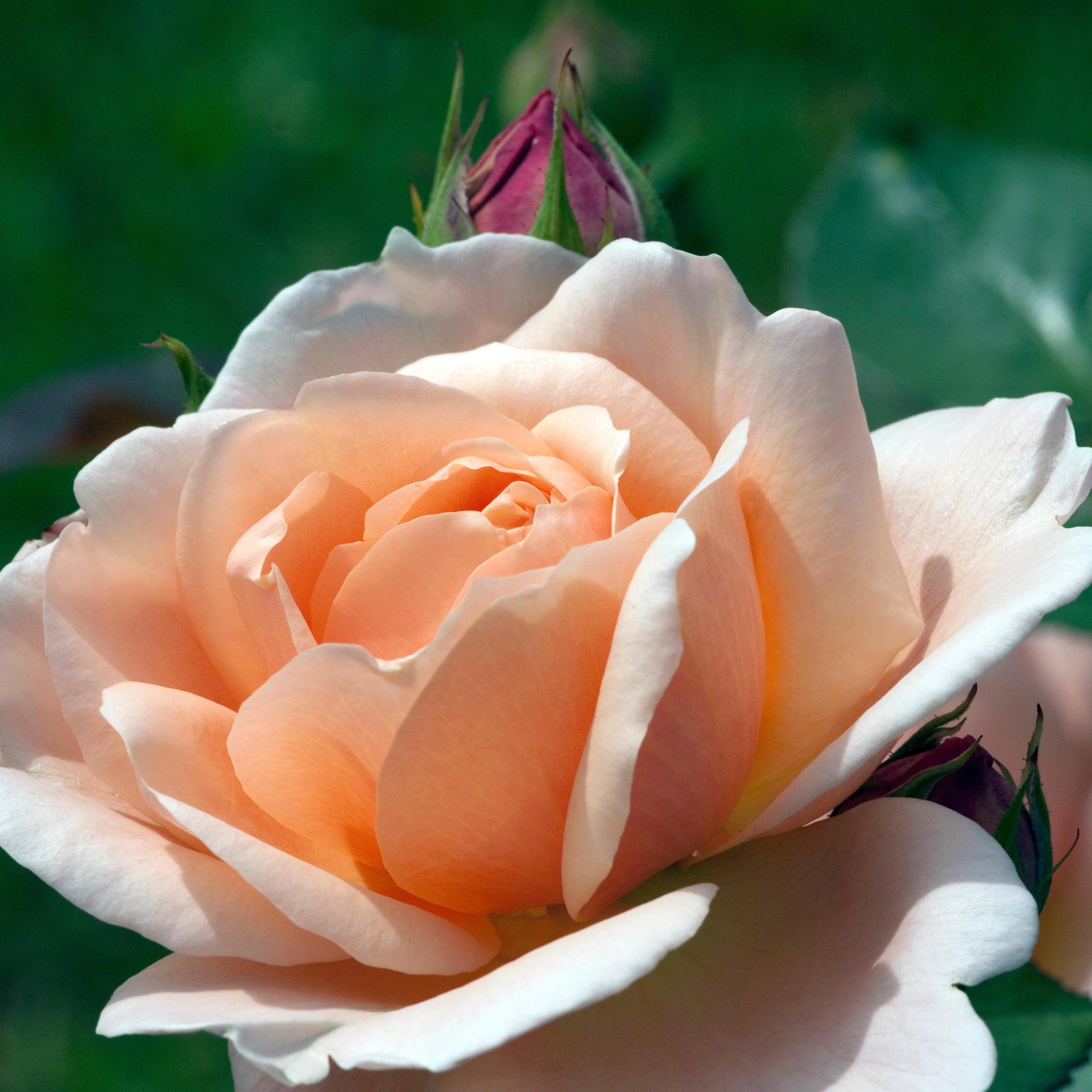 David Austin® Ambridge® Potted Rose Bush