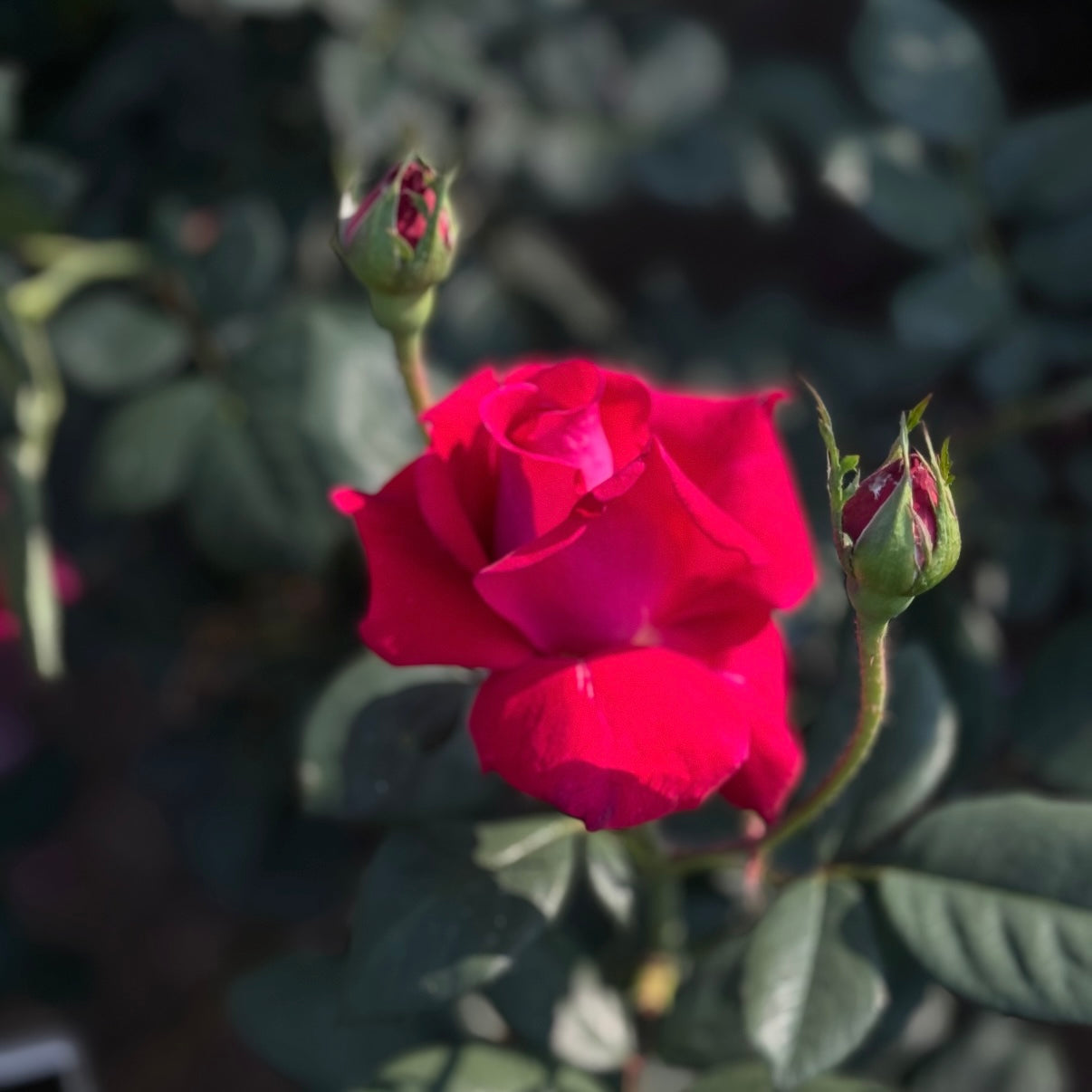 Sweet Spirit™ Potted Rose Bush