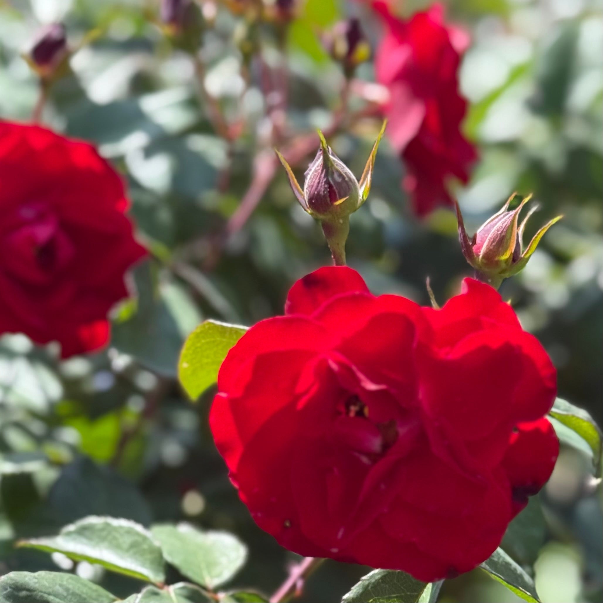 Europeana Potted Rose Bush