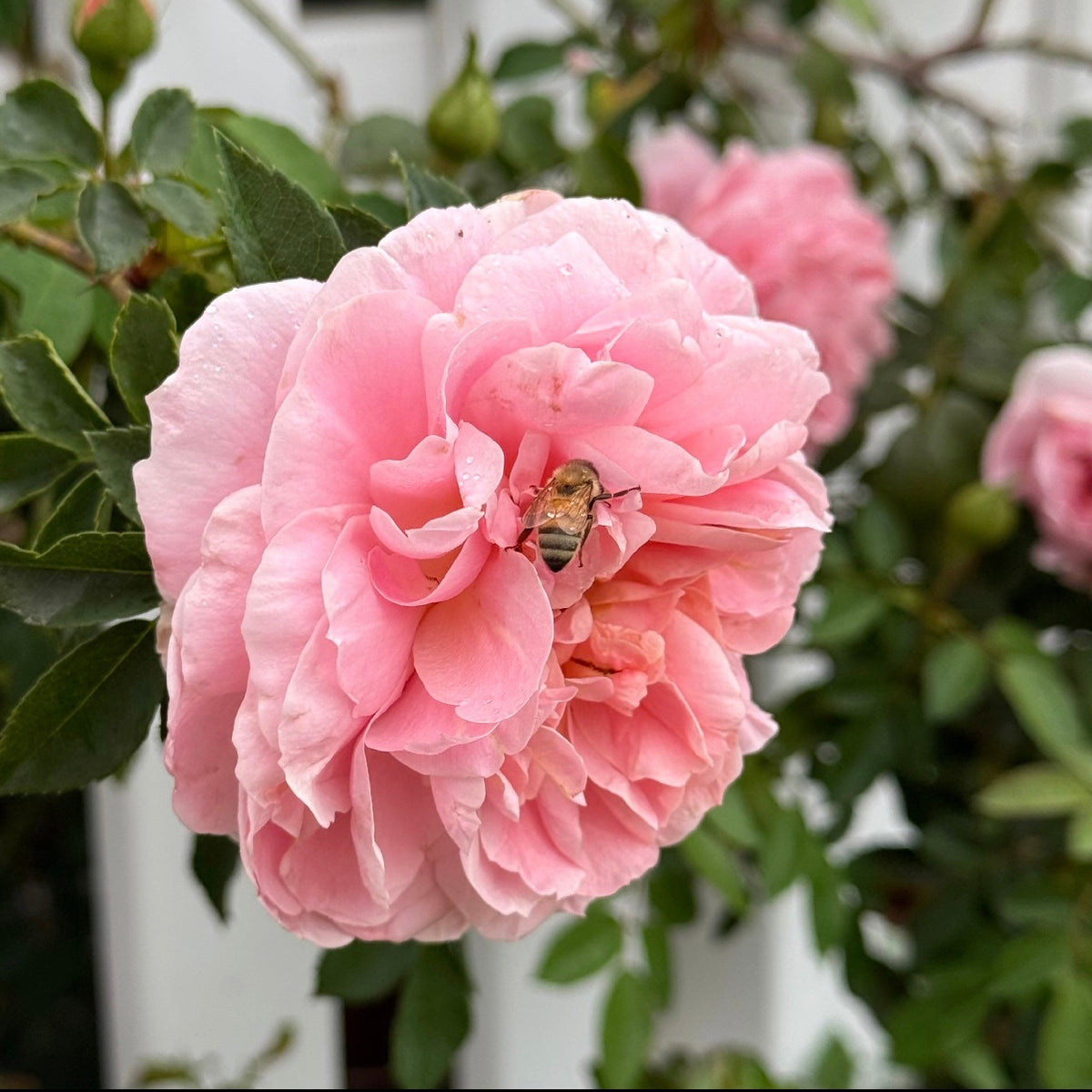 Colette™ Bare Root Climbing Rose