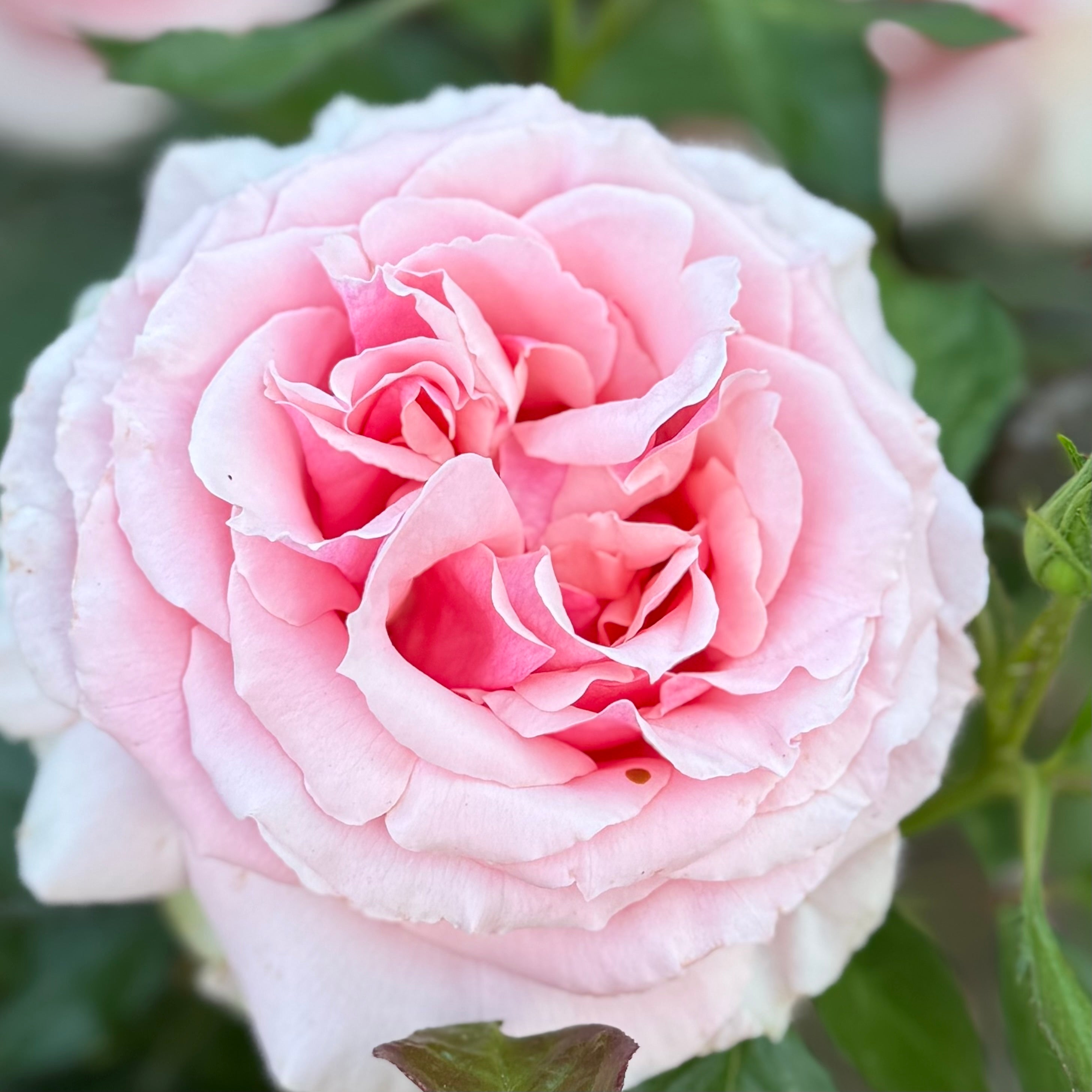 Tournament of Roses Potted Rose Bush